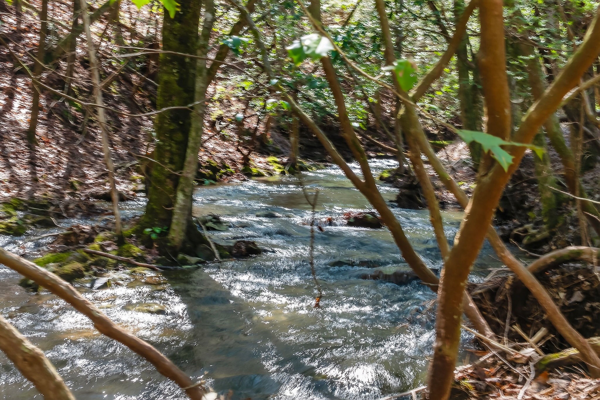 253 Daus Mountain Road Palmer, TN 37365 - Photo 11 of 72 a backyard of a house with large trees