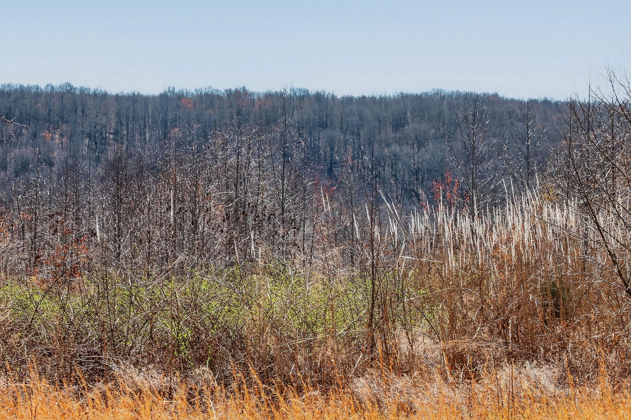 253 Daus Mountain Road Palmer, TN 37365 - Photo 12 of 72 a view of mountain with trees in the background