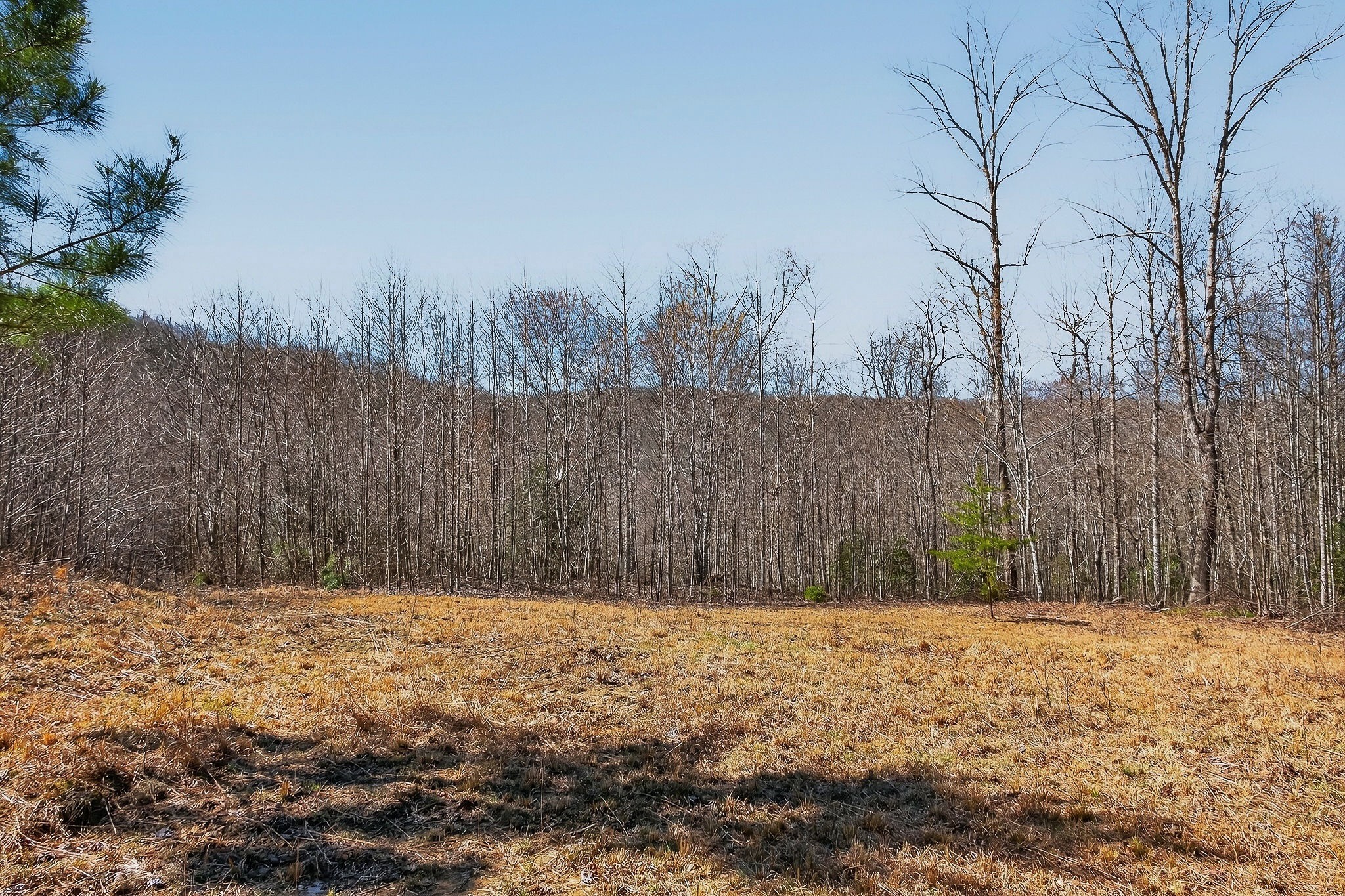 253 Daus Mountain Road Palmer, TN 37365 - Photo 14 of 72 a front view of house with a fence