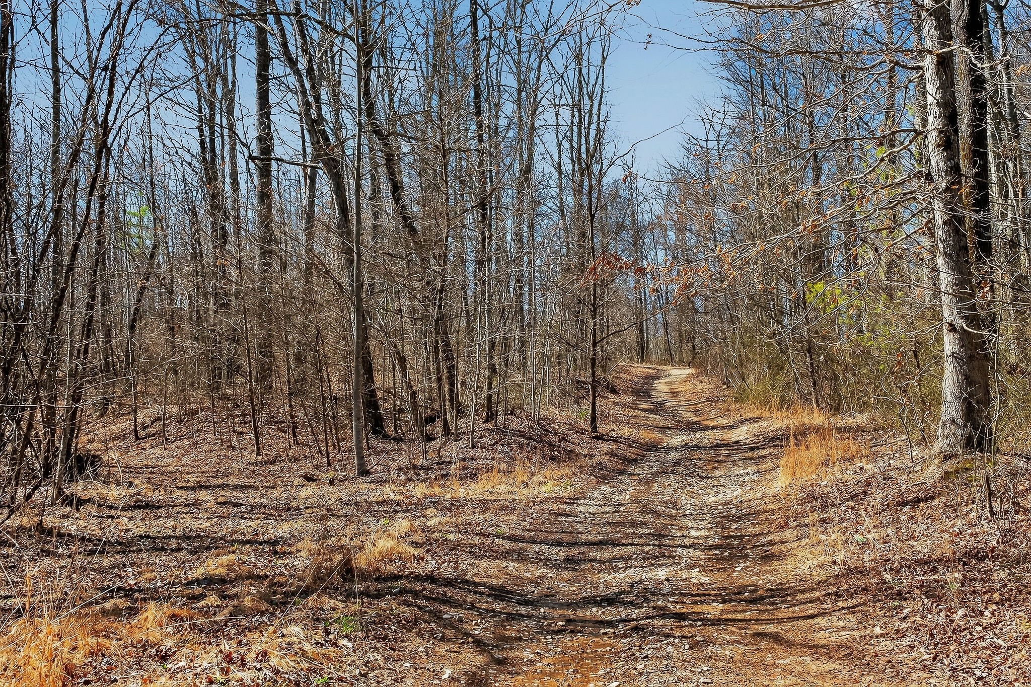 253 Daus Mountain Road Palmer, TN 37365 - Photo 15 of 72 a view of a yard with trees