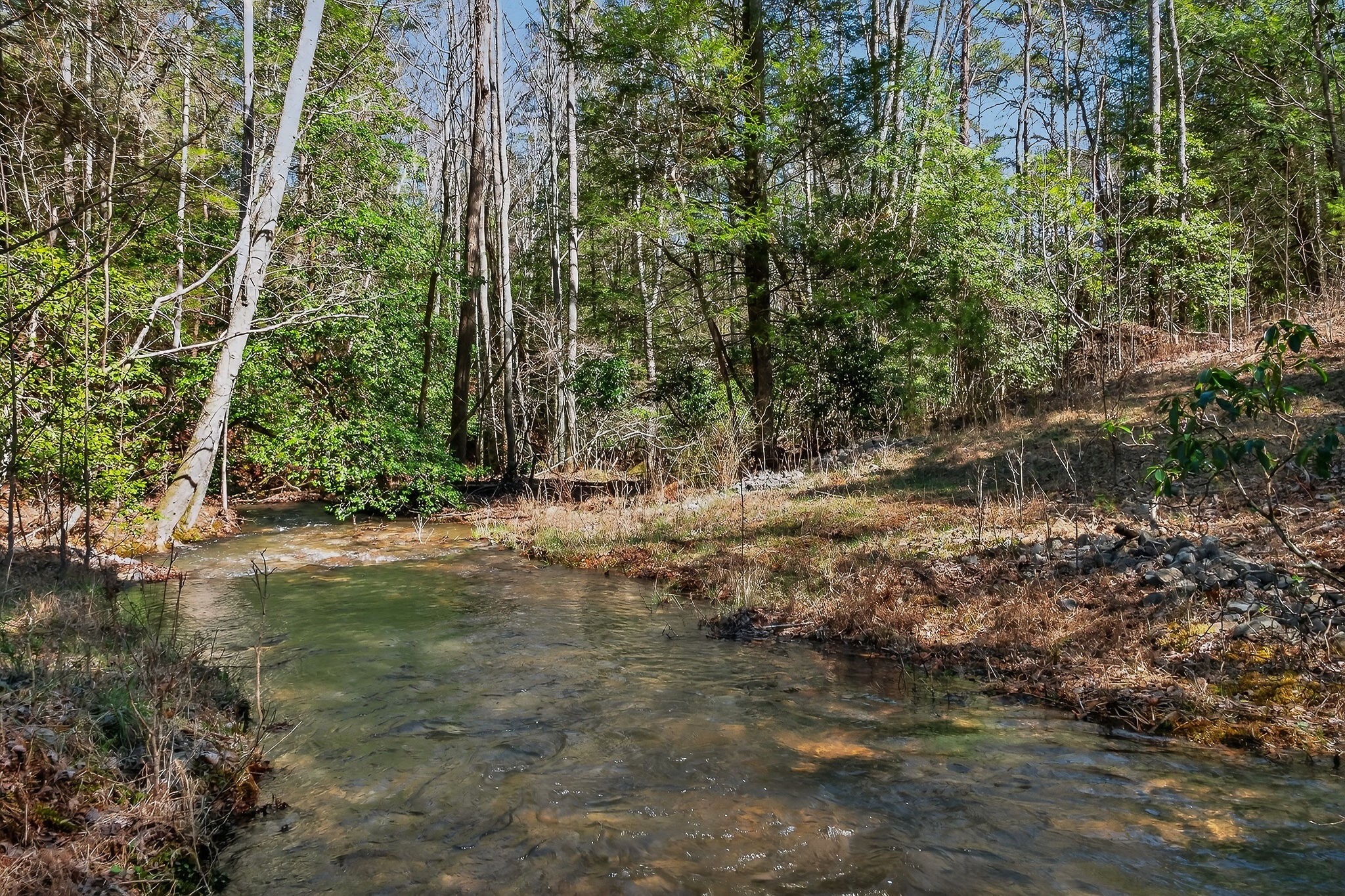 253 Daus Mountain Road Palmer, TN 37365 - Photo 18 of 72 a view of outdoor space with trees