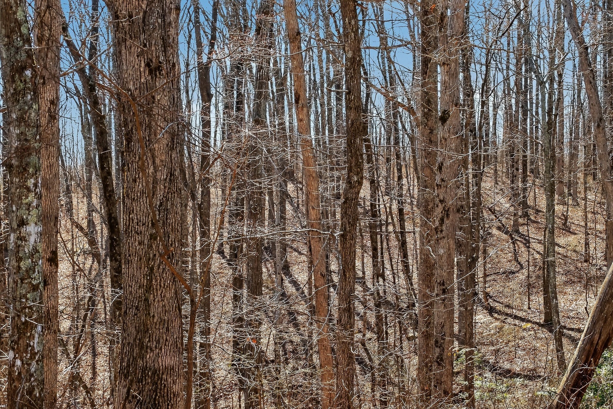 253 Daus Mountain Road Palmer, TN 37365 - Photo 20 of 72 a view of a yard with plants and wooden fence