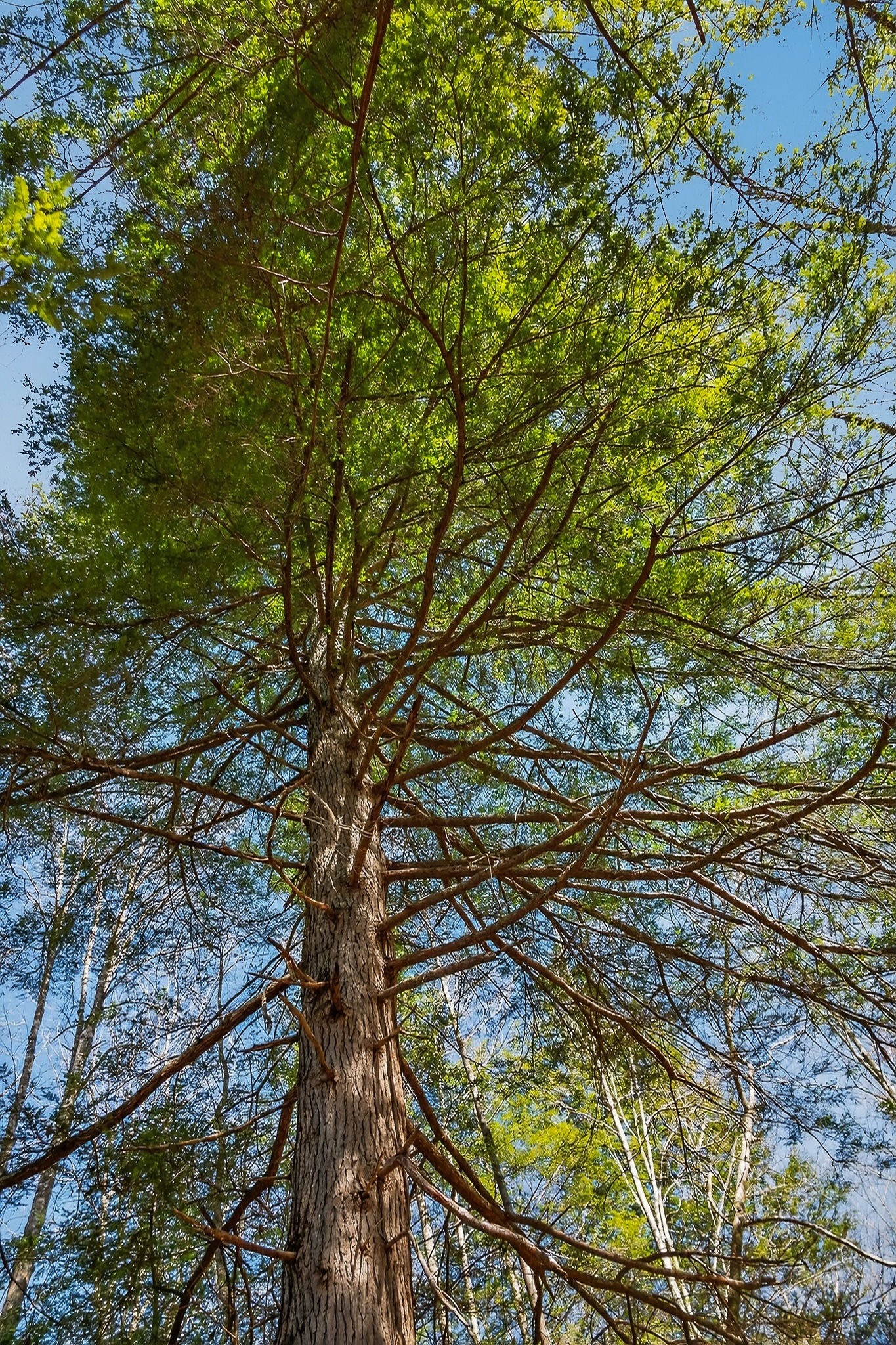 253 Daus Mountain Road Palmer, TN 37365 - Photo 22 of 72 a view of an outdoor space