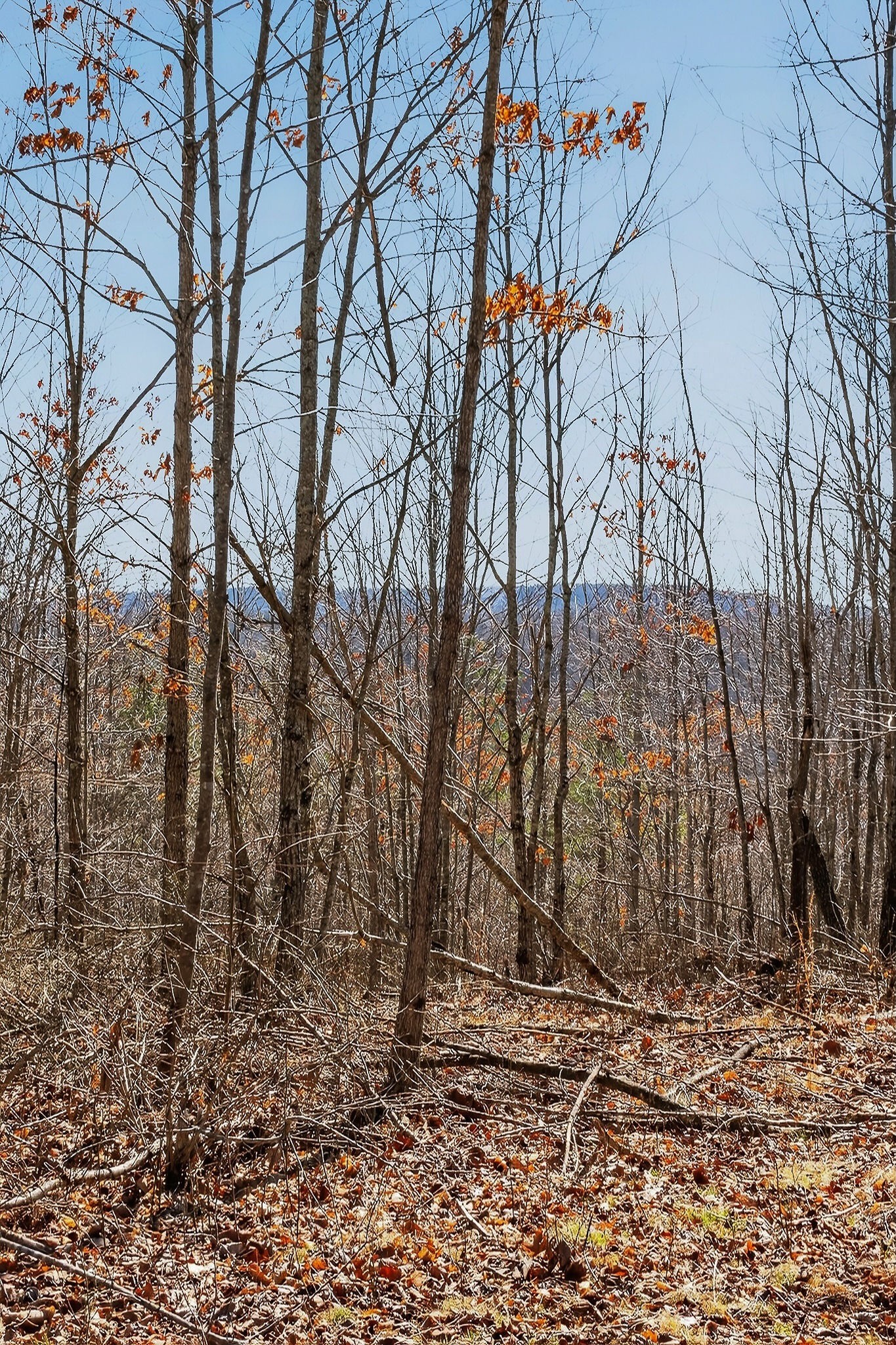 253 Daus Mountain Road Palmer, TN 37365 - Photo 24 of 72 a backyard of a house with lots of green space