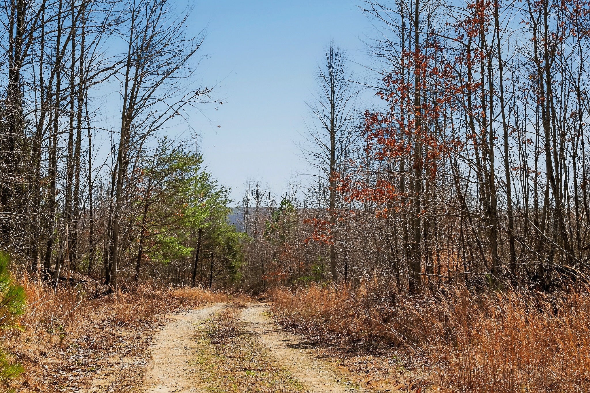 253 Daus Mountain Road Palmer, TN 37365 - Photo 27 of 72 a view of a yard covered in snow