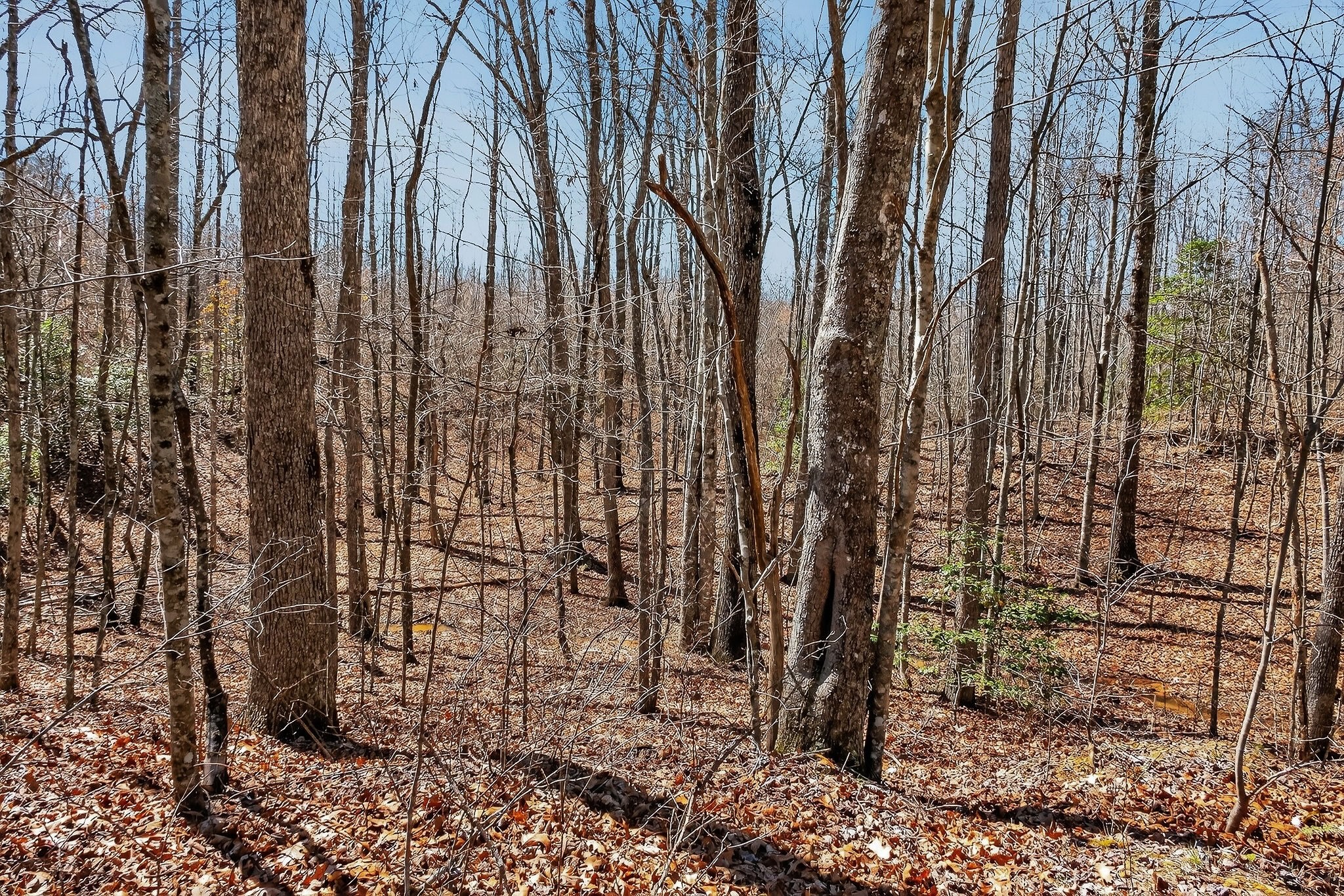 253 Daus Mountain Road Palmer, TN 37365 - Photo 29 of 72 a view of a backyard