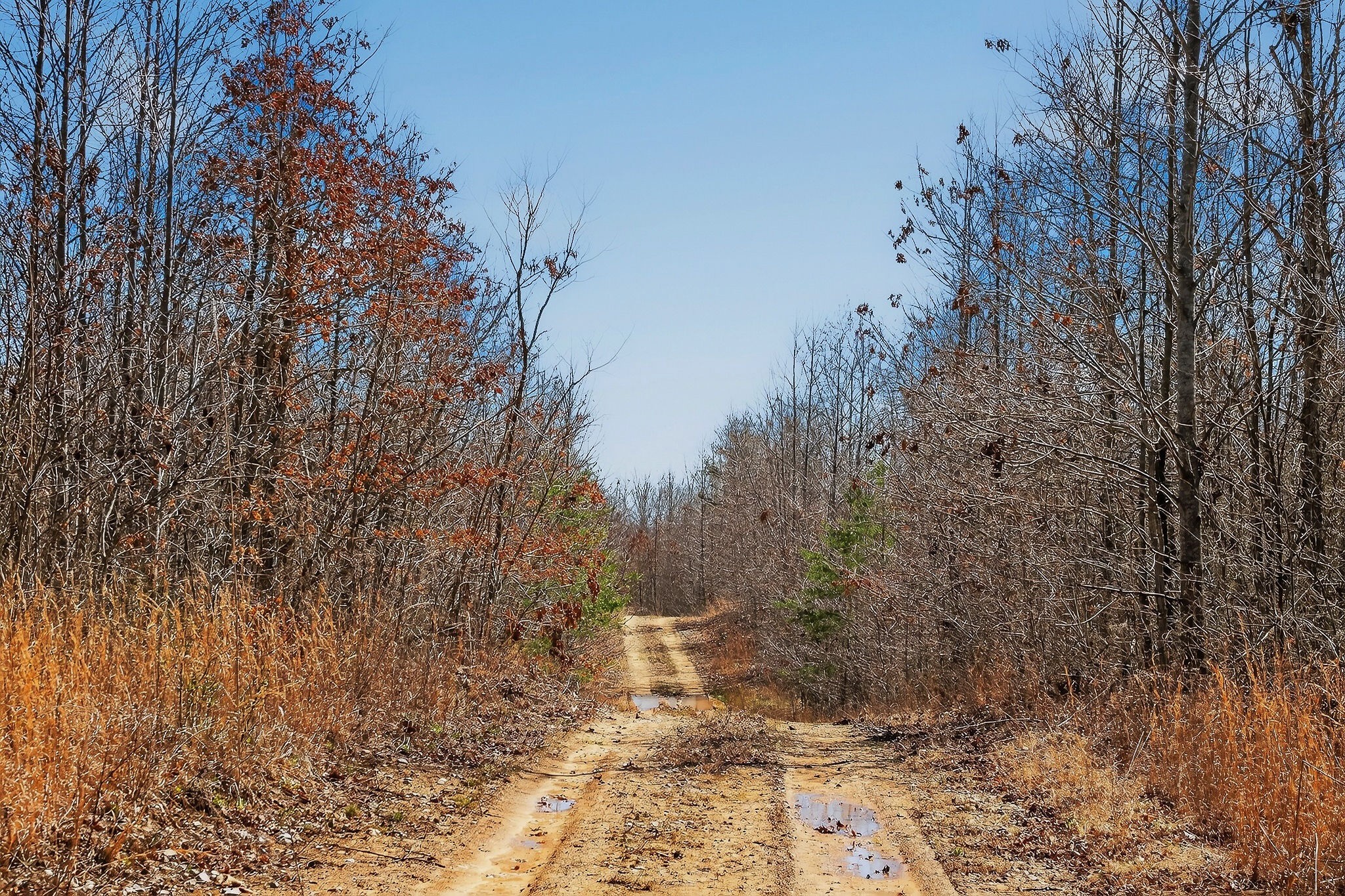 253 Daus Mountain Road Palmer, TN 37365 - Photo 30 of 72 a view of a yard with large trees