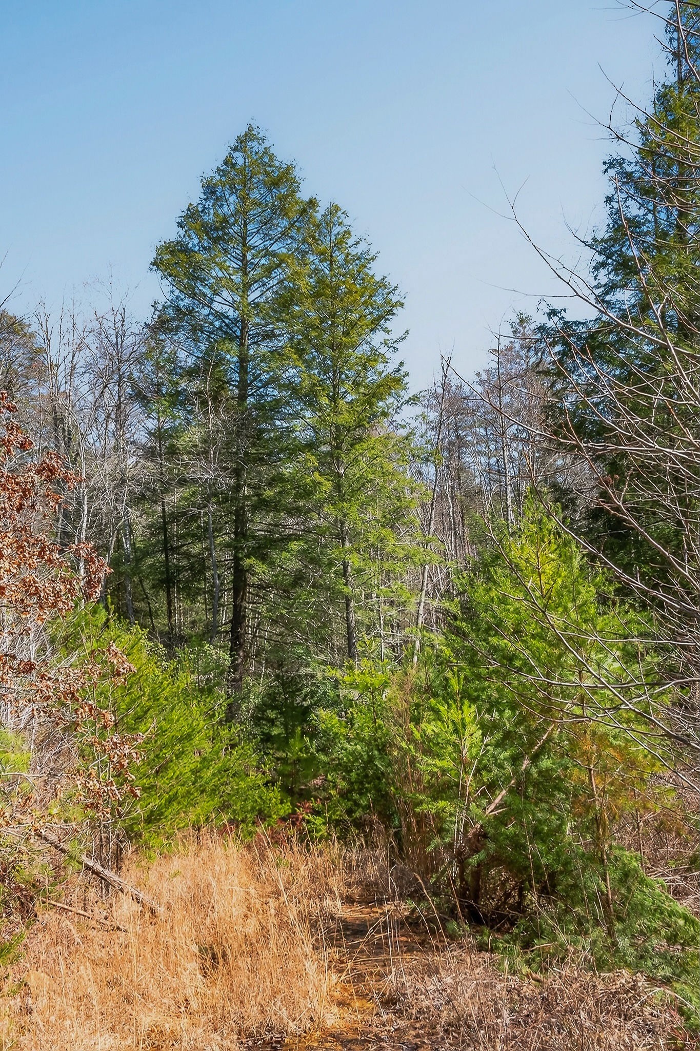 253 Daus Mountain Road Palmer, TN 37365 - Photo 31 of 72