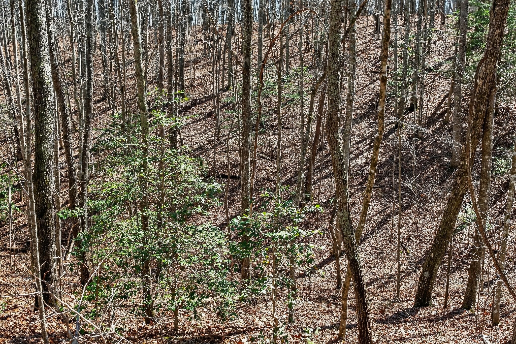 253 Daus Mountain Road Palmer, TN 37365 - Photo 35 of 72 a view of a yard with a trees