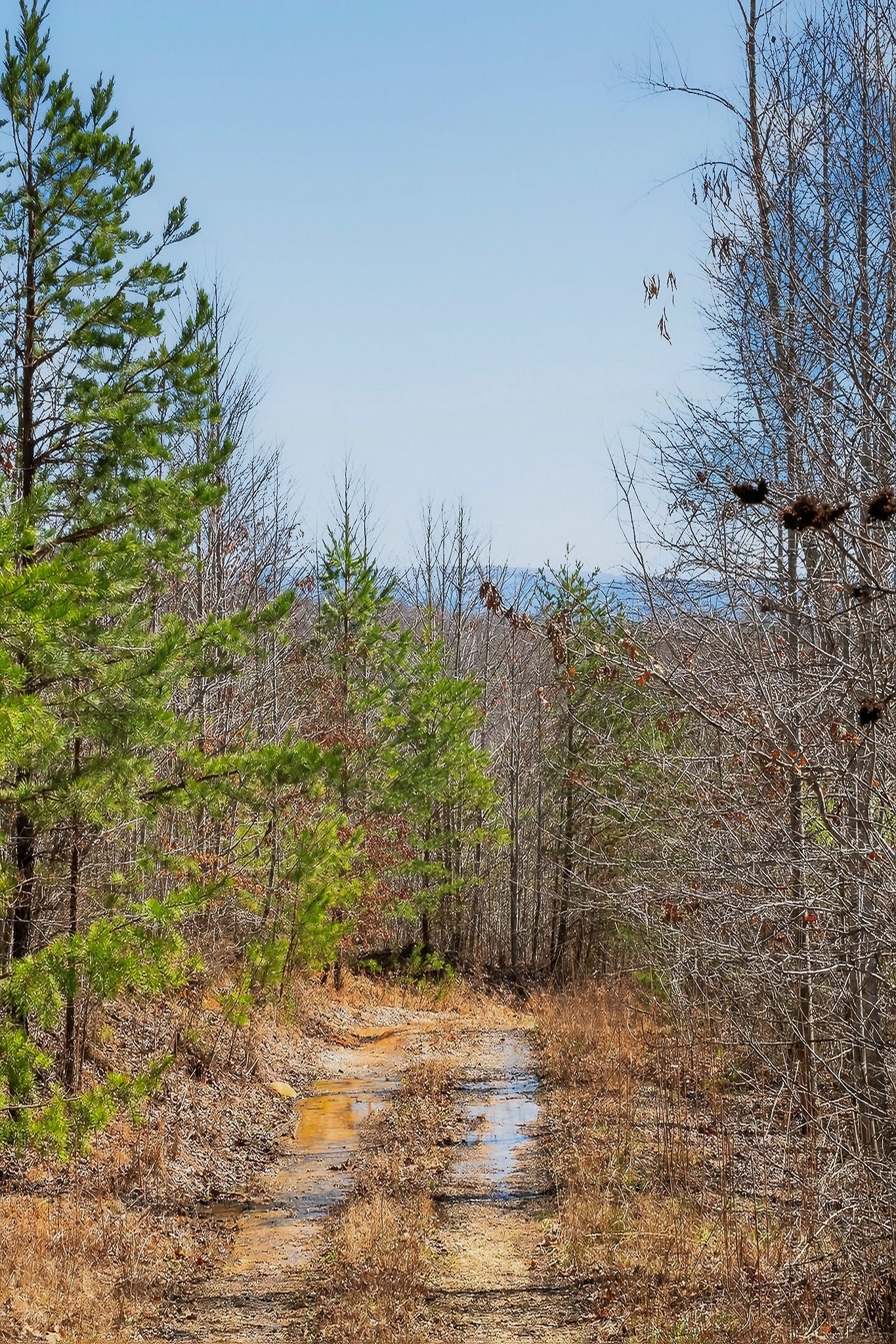 253 Daus Mountain Road Palmer, TN 37365 - Photo 36 of 72 a view of a yard with plants and brick wall