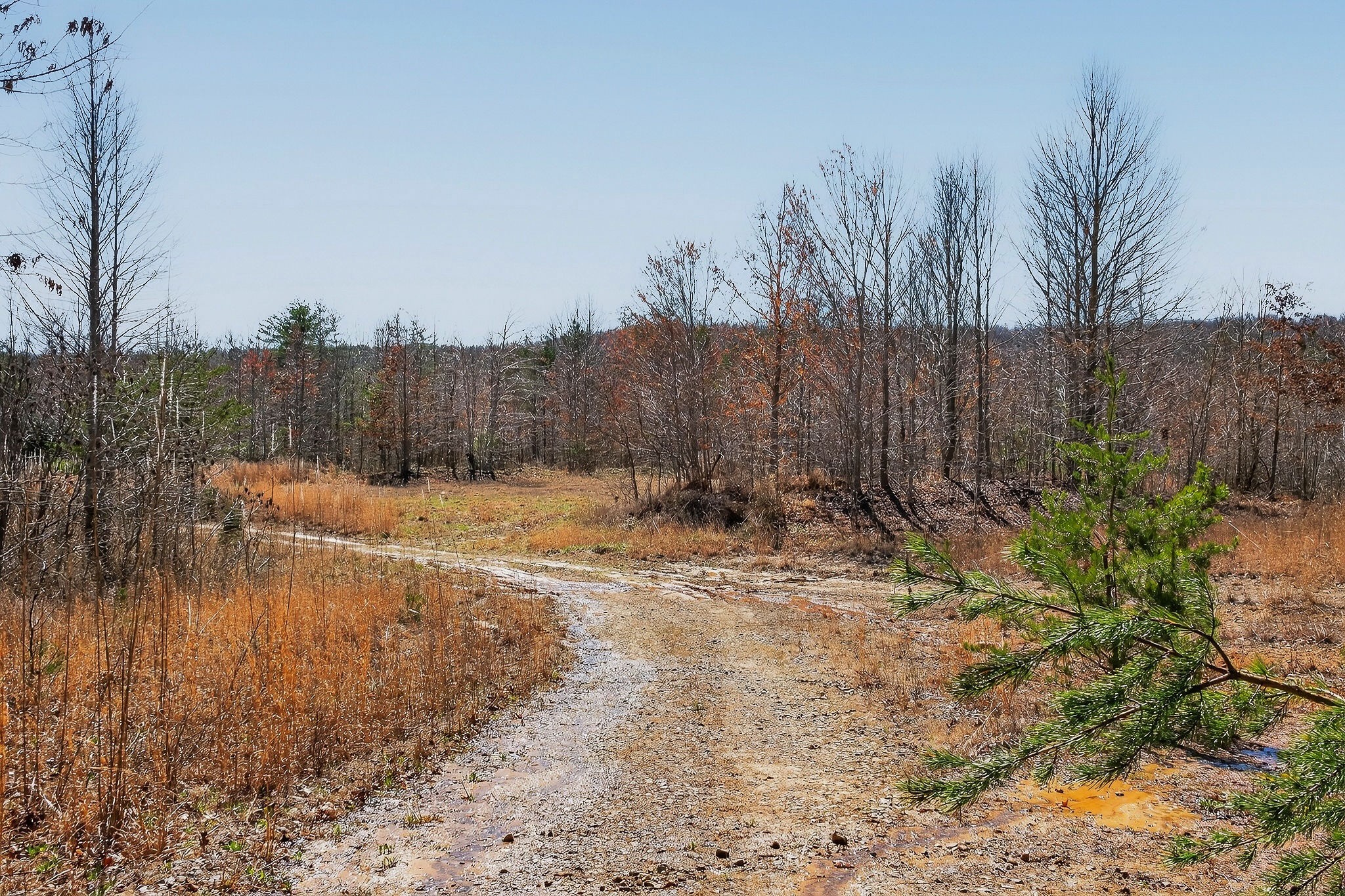 253 Daus Mountain Road Palmer, TN 37365 - Photo 37 of 72