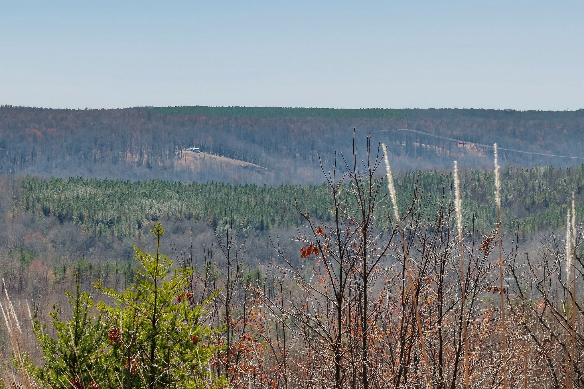 253 Daus Mountain Road Palmer, TN 37365 - Photo 38 of 72 a view of a back yard