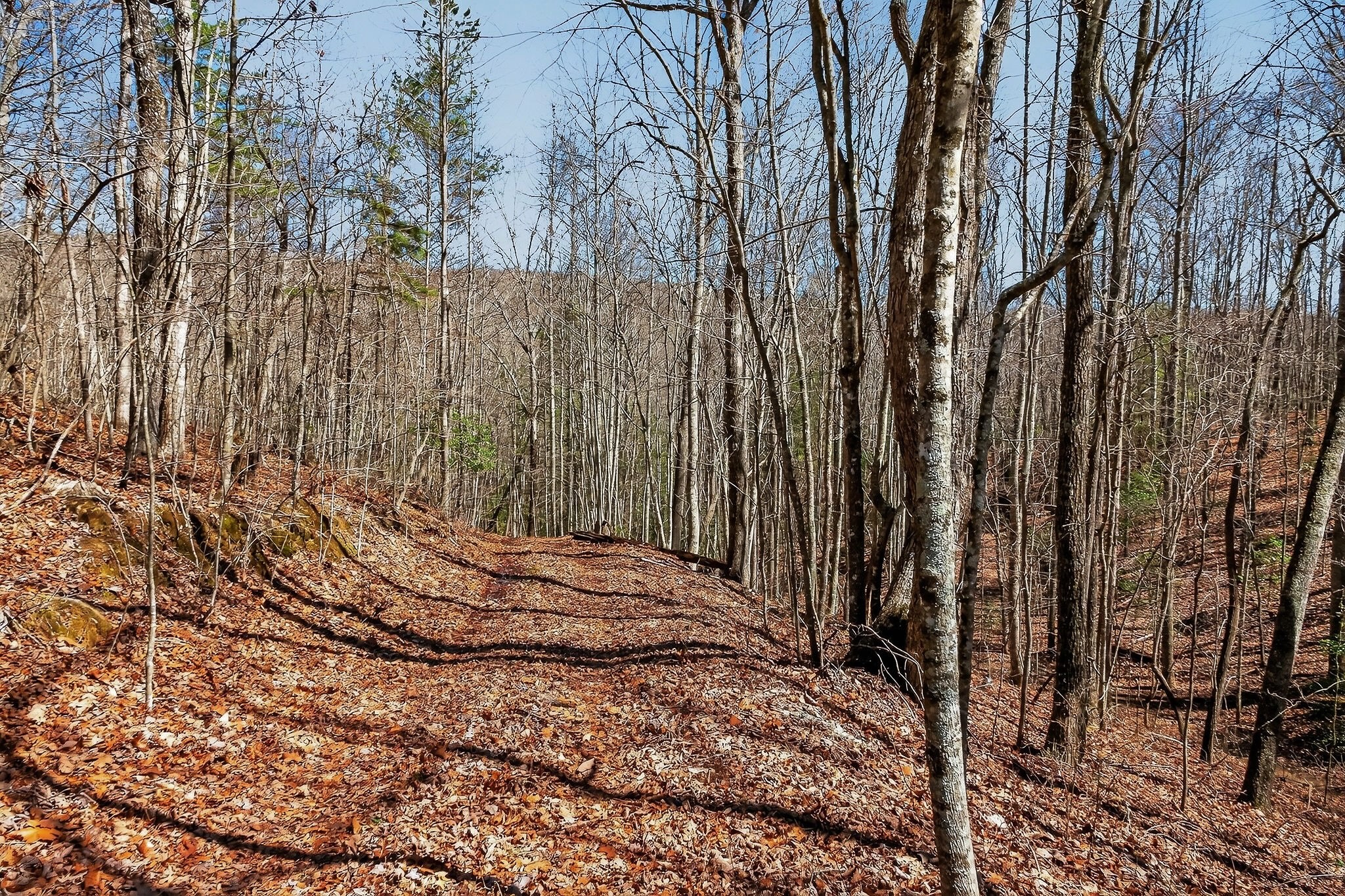 253 Daus Mountain Road Palmer, TN 37365 - Photo 39 of 72 a view of backyard with wooden fence and large trees