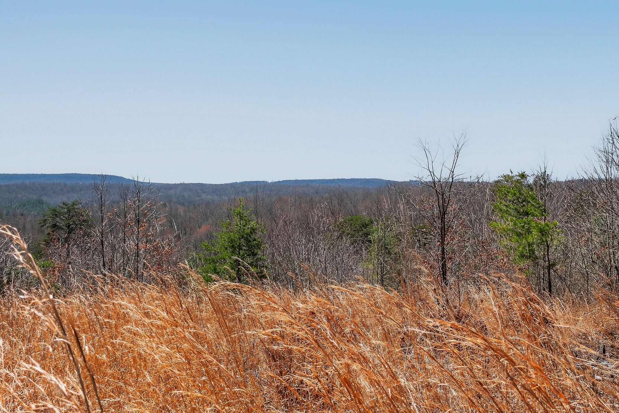 253 Daus Mountain Road Palmer, TN 37365 - Photo 40 of 72 a view of a dry yard with trees