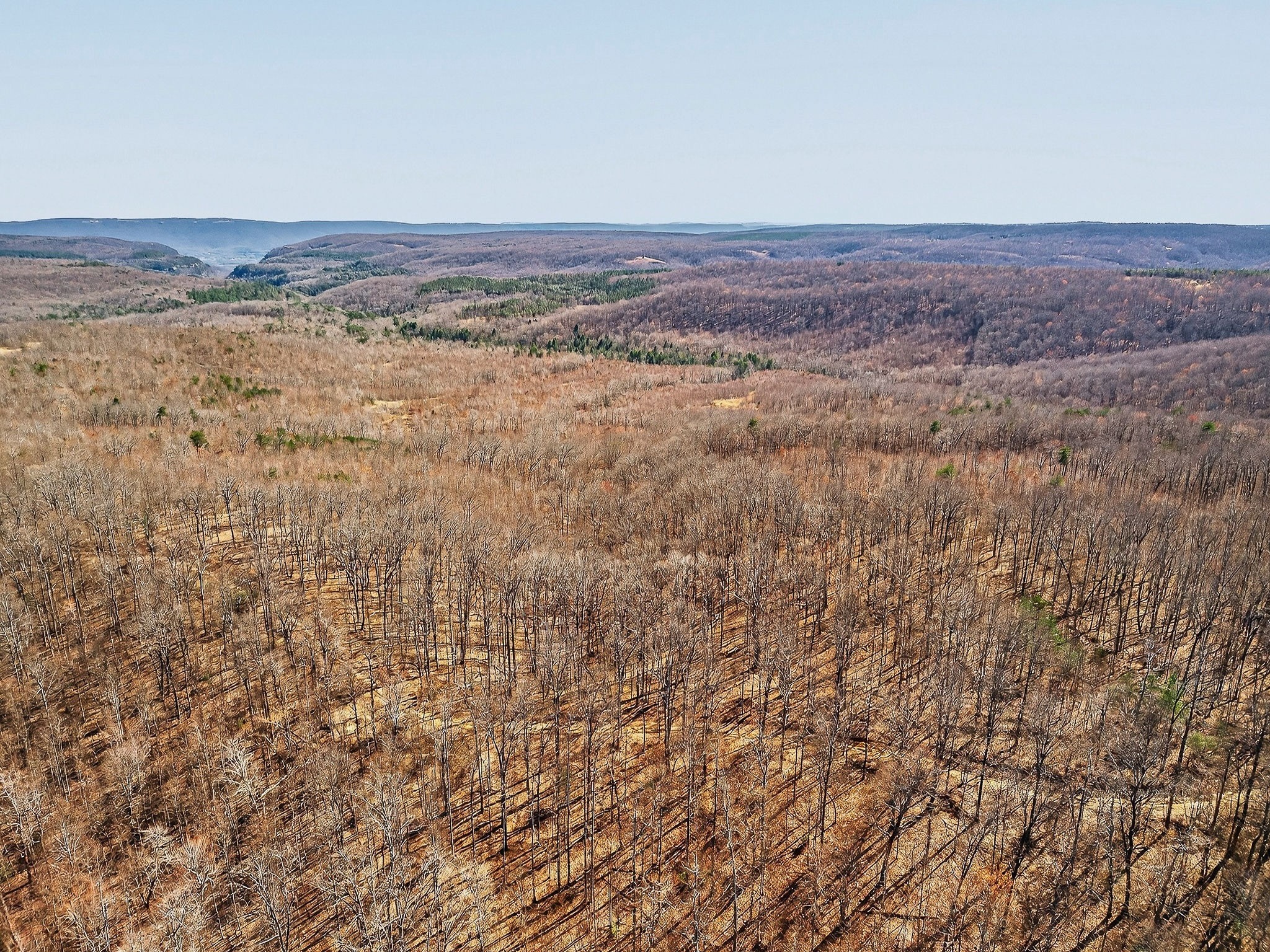 253 Daus Mountain Road Palmer, TN 37365 - Photo 4 of 72