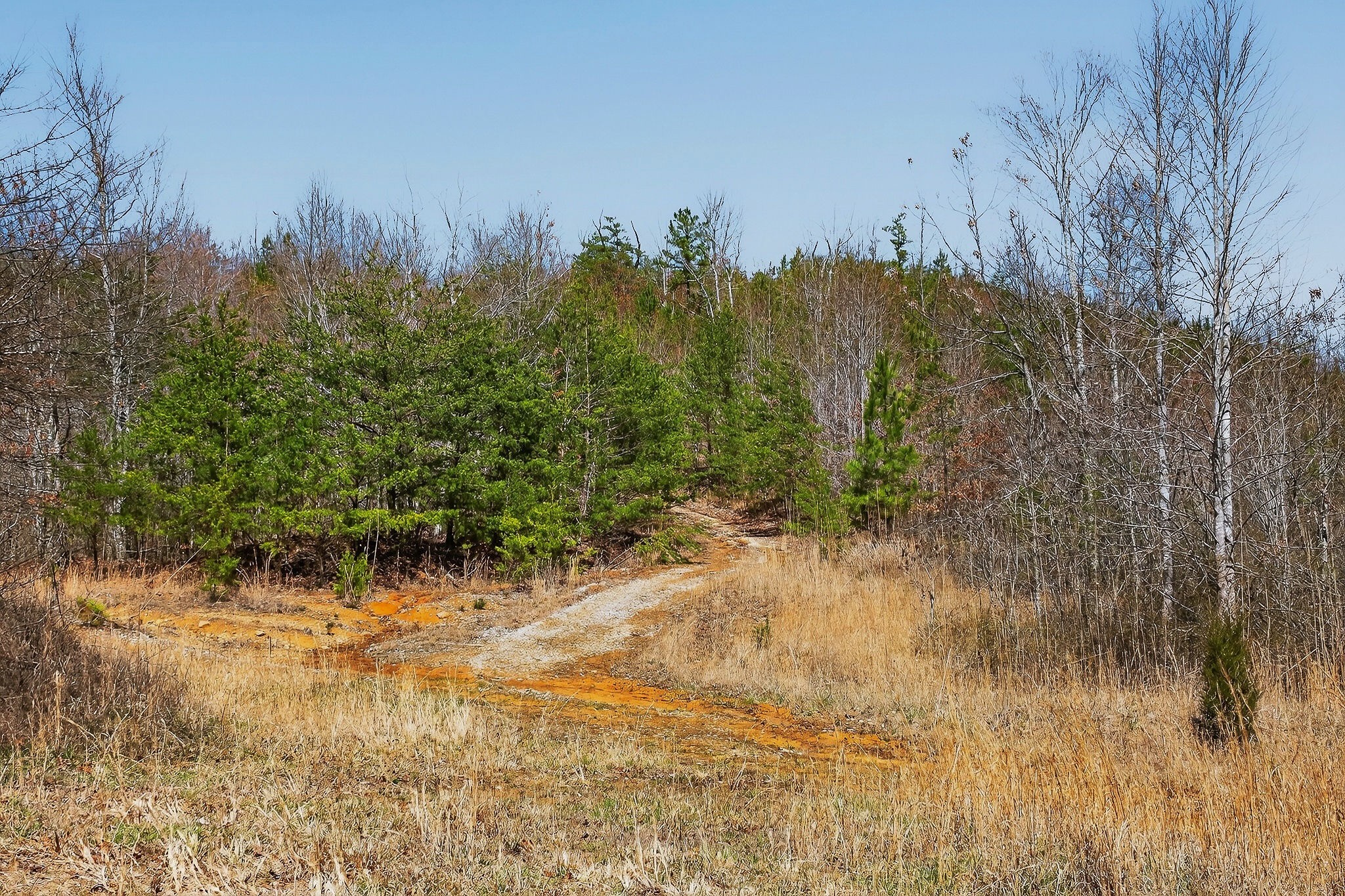 253 Daus Mountain Road Palmer, TN 37365 - Photo 41 of 72 a view of a yard next to a house