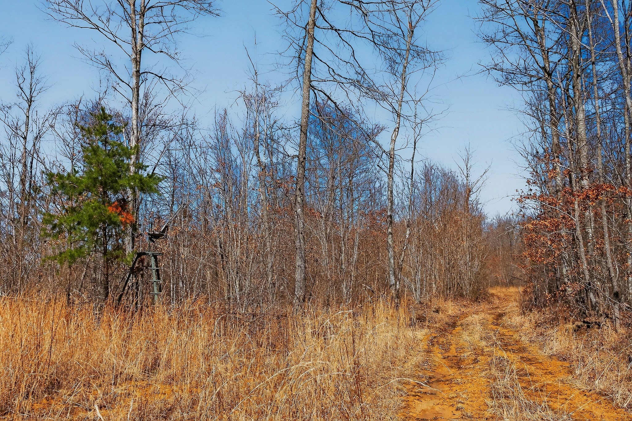 253 Daus Mountain Road Palmer, TN 37365 - Photo 42 of 72 a backyard of a house