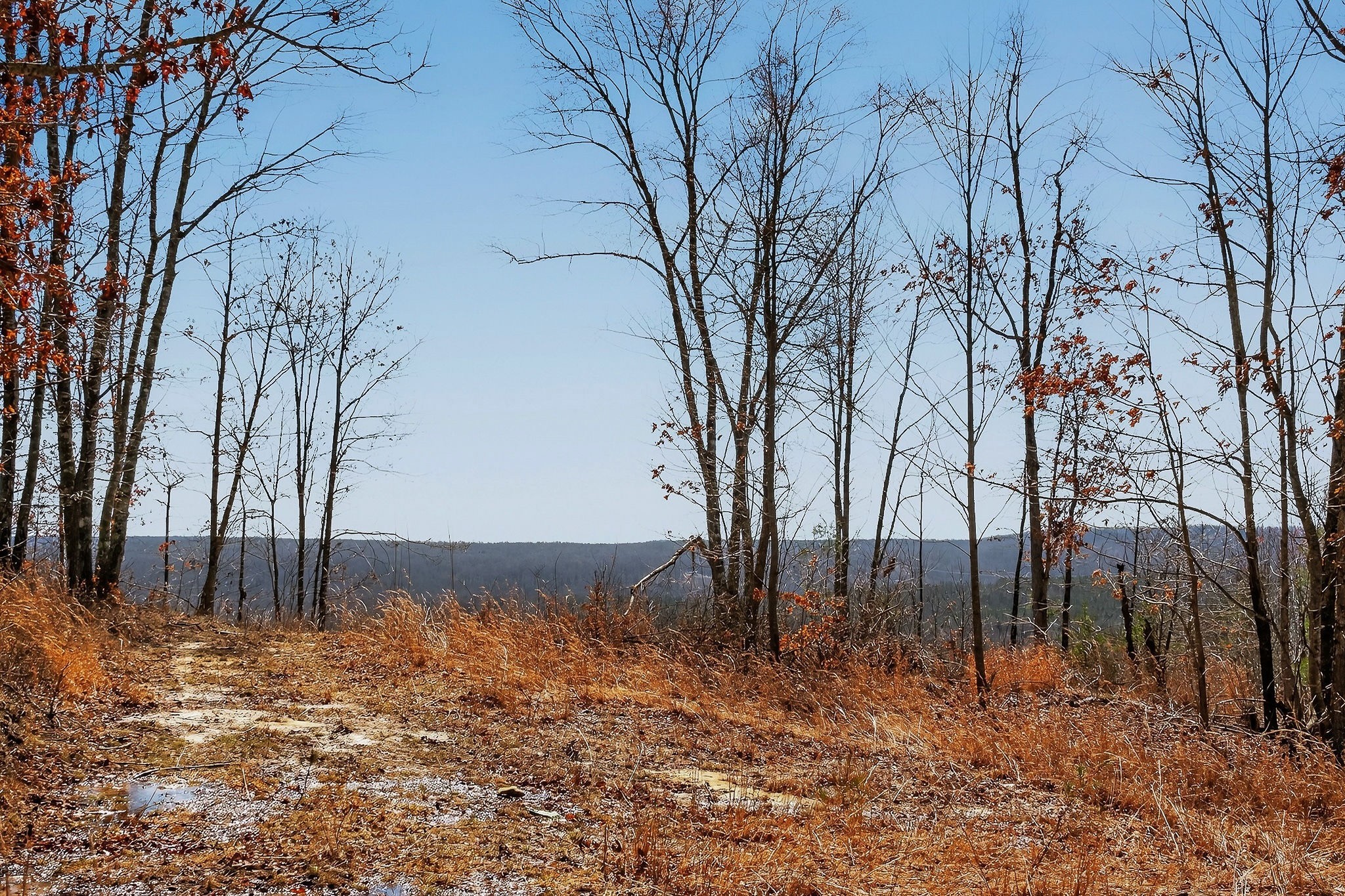 253 Daus Mountain Road Palmer, TN 37365 - Photo 43 of 72