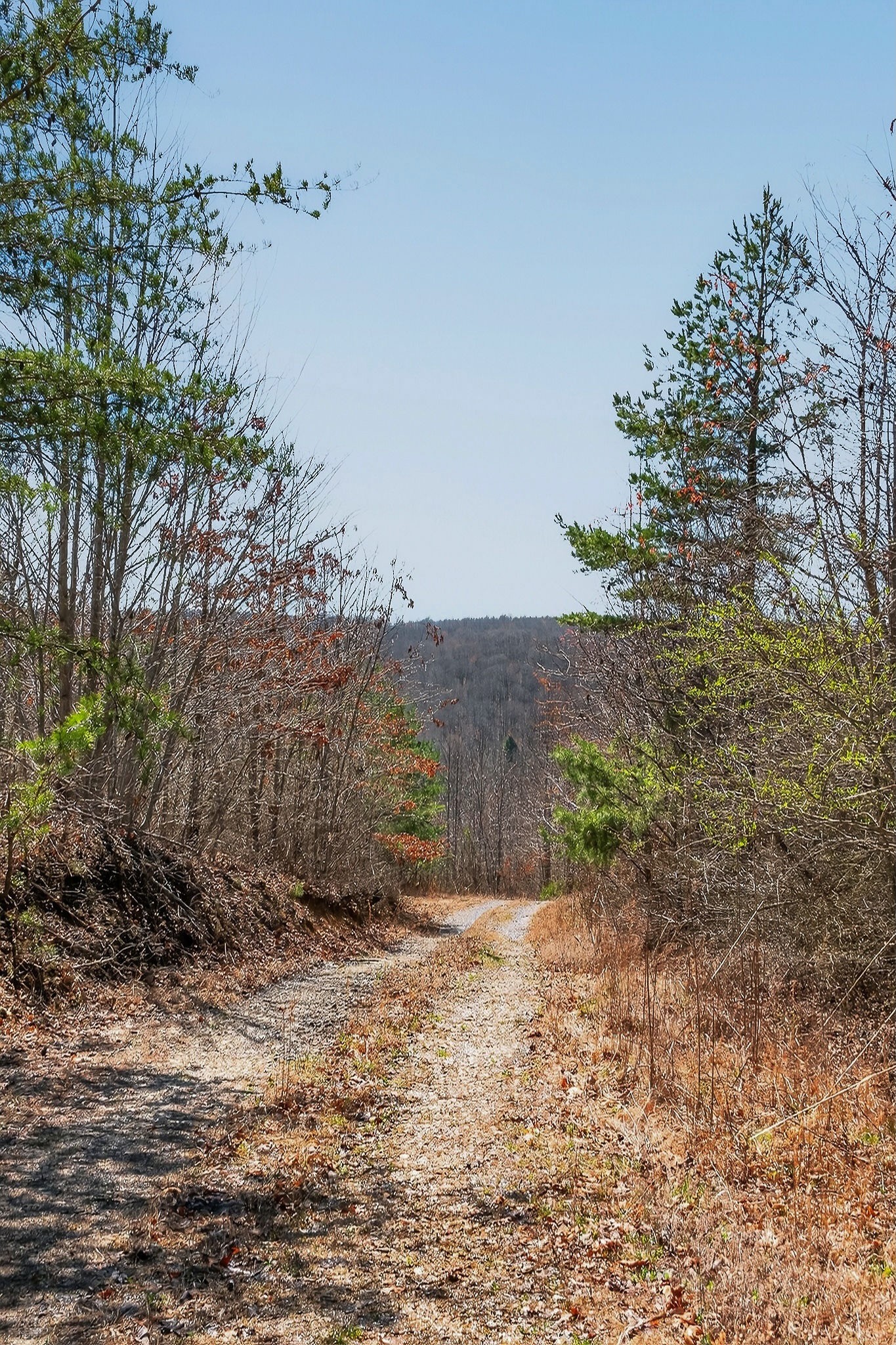 253 Daus Mountain Road Palmer, TN 37365 - Photo 44 of 72 a view of a yard with trees in front of it
