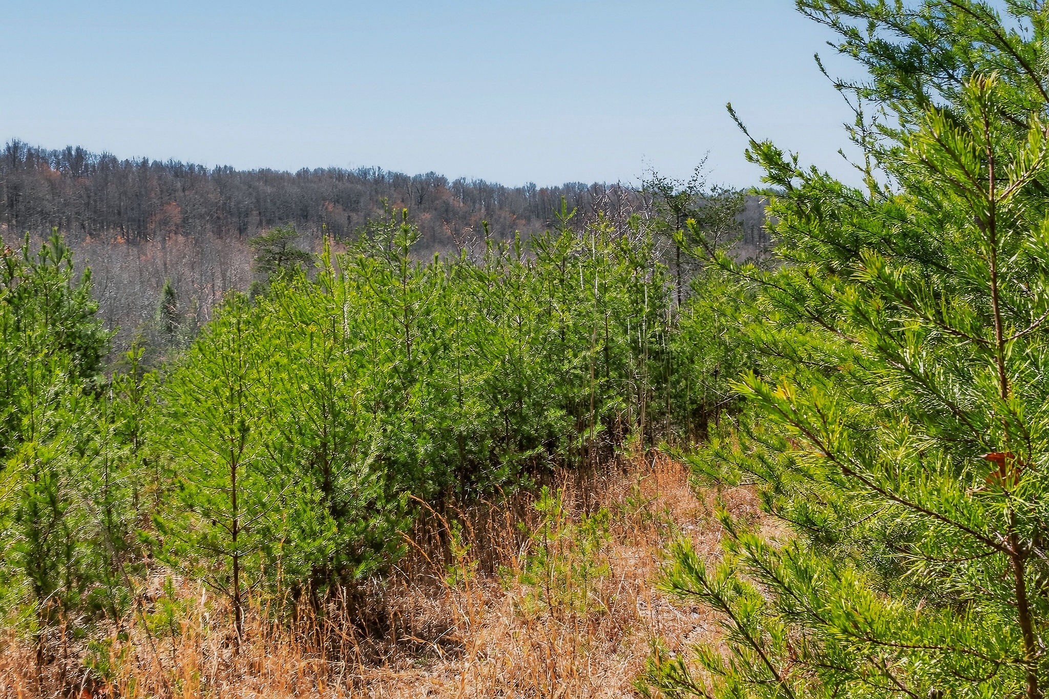 253 Daus Mountain Road Palmer, TN 37365 - Photo 45 of 72 a view of a lush green forest with a mountain in the background