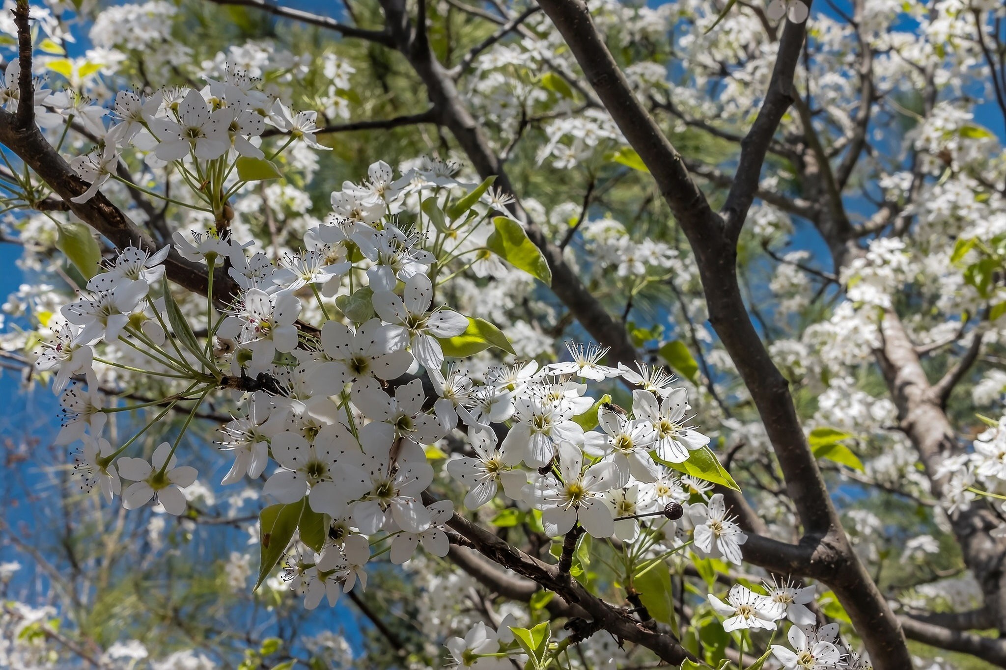253 Daus Mountain Road Palmer, TN 37365 - Photo 46 of 72
