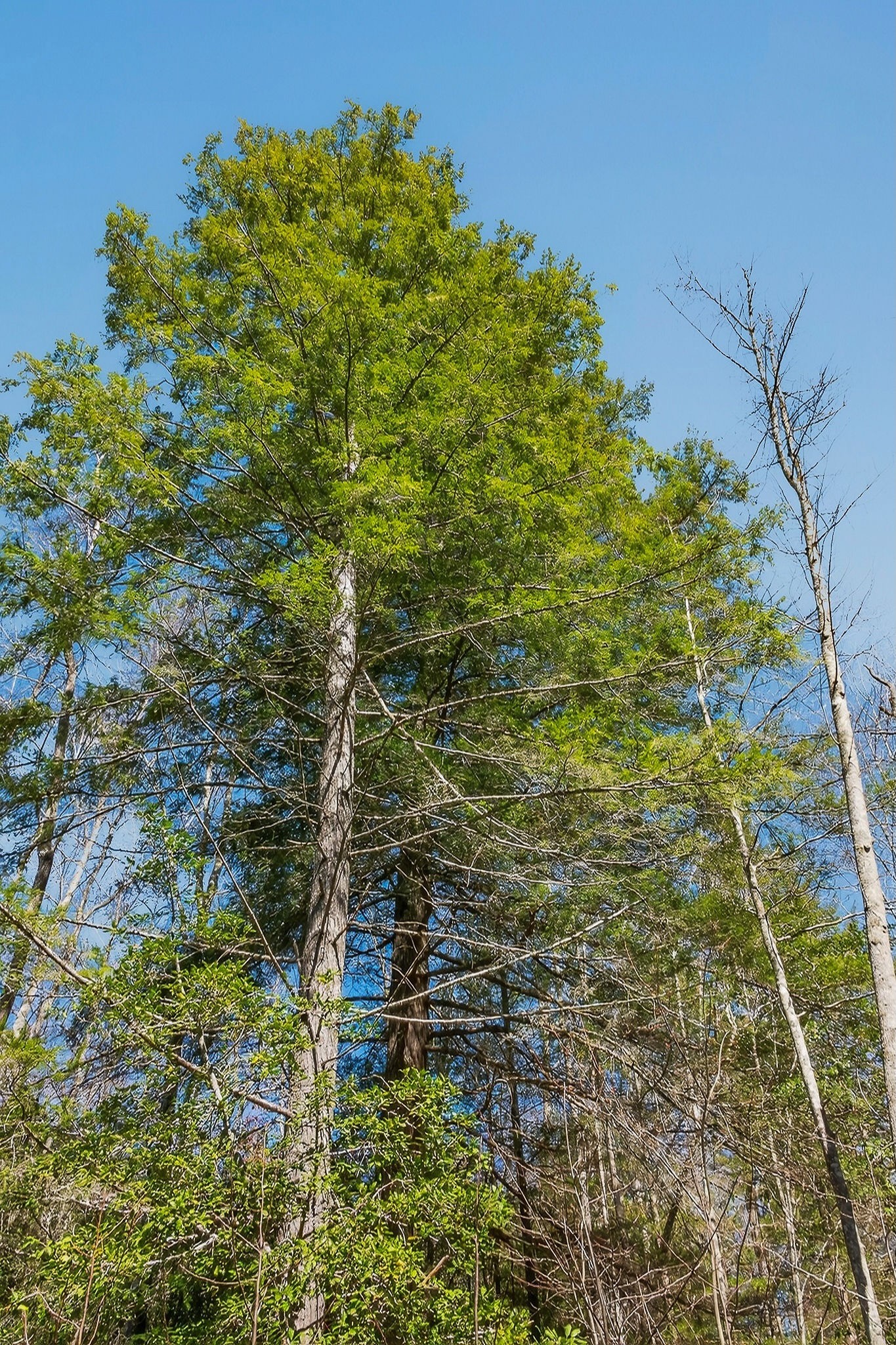 253 Daus Mountain Road Palmer, TN 37365 - Photo 47 of 72