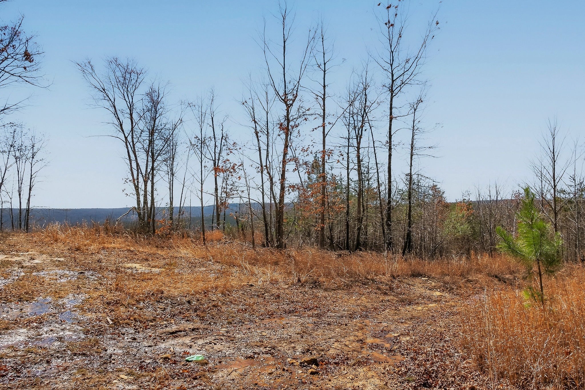 253 Daus Mountain Road Palmer, TN 37365 - Photo 50 of 72 a backyard of a house with lots of green space