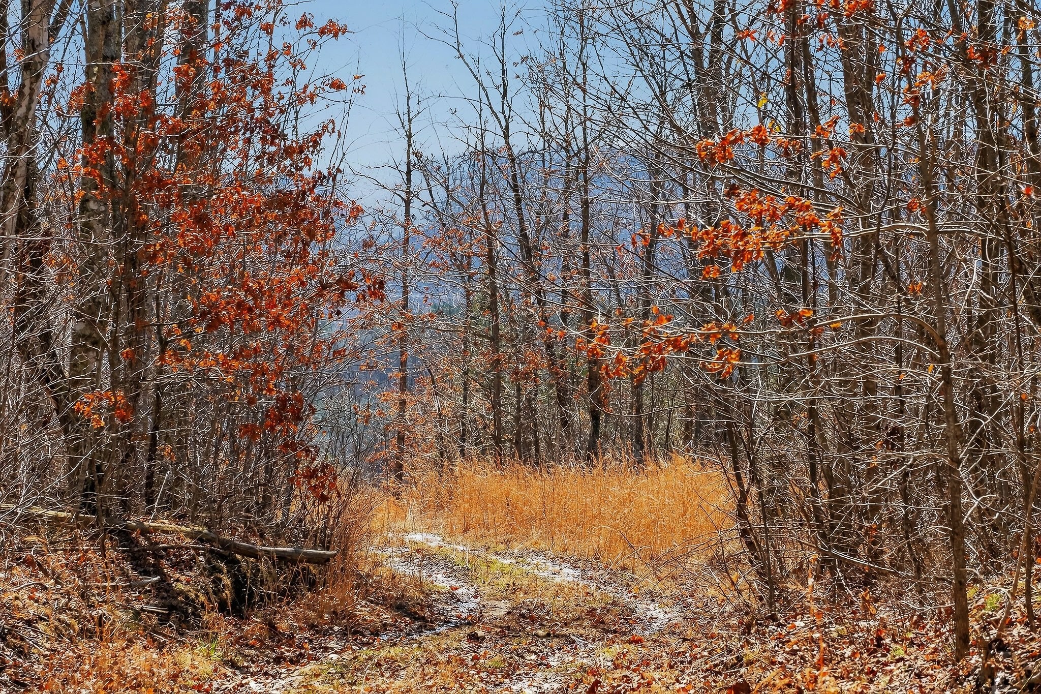 253 Daus Mountain Road Palmer, TN 37365 - Photo 52 of 72 a view of swimming pool of water with house in background
