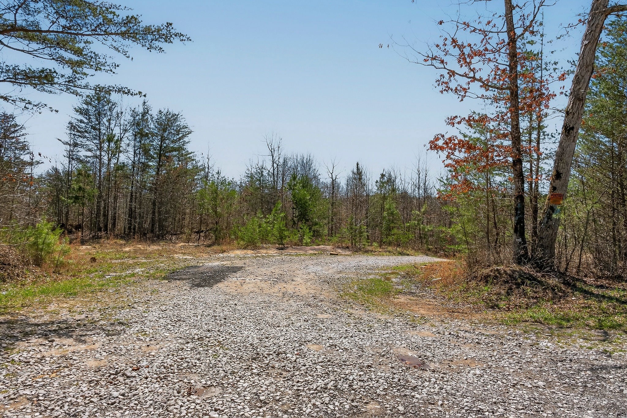 253 Daus Mountain Road Palmer, TN 37365 - Photo 53 of 72 a view of dirt yard with trees