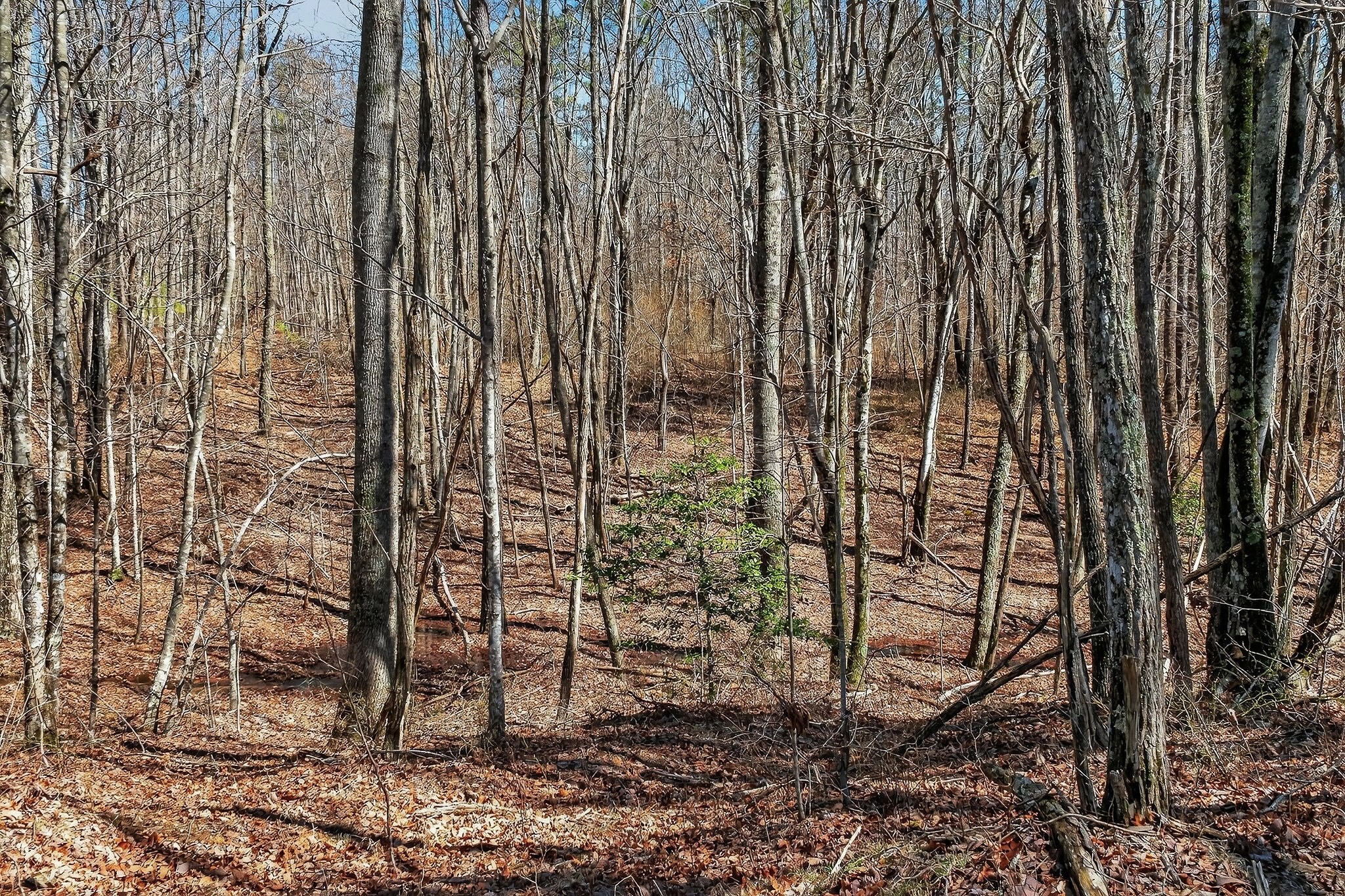 253 Daus Mountain Road Palmer, TN 37365 - Photo 54 of 72 a view of a row of trees with a wooden fence