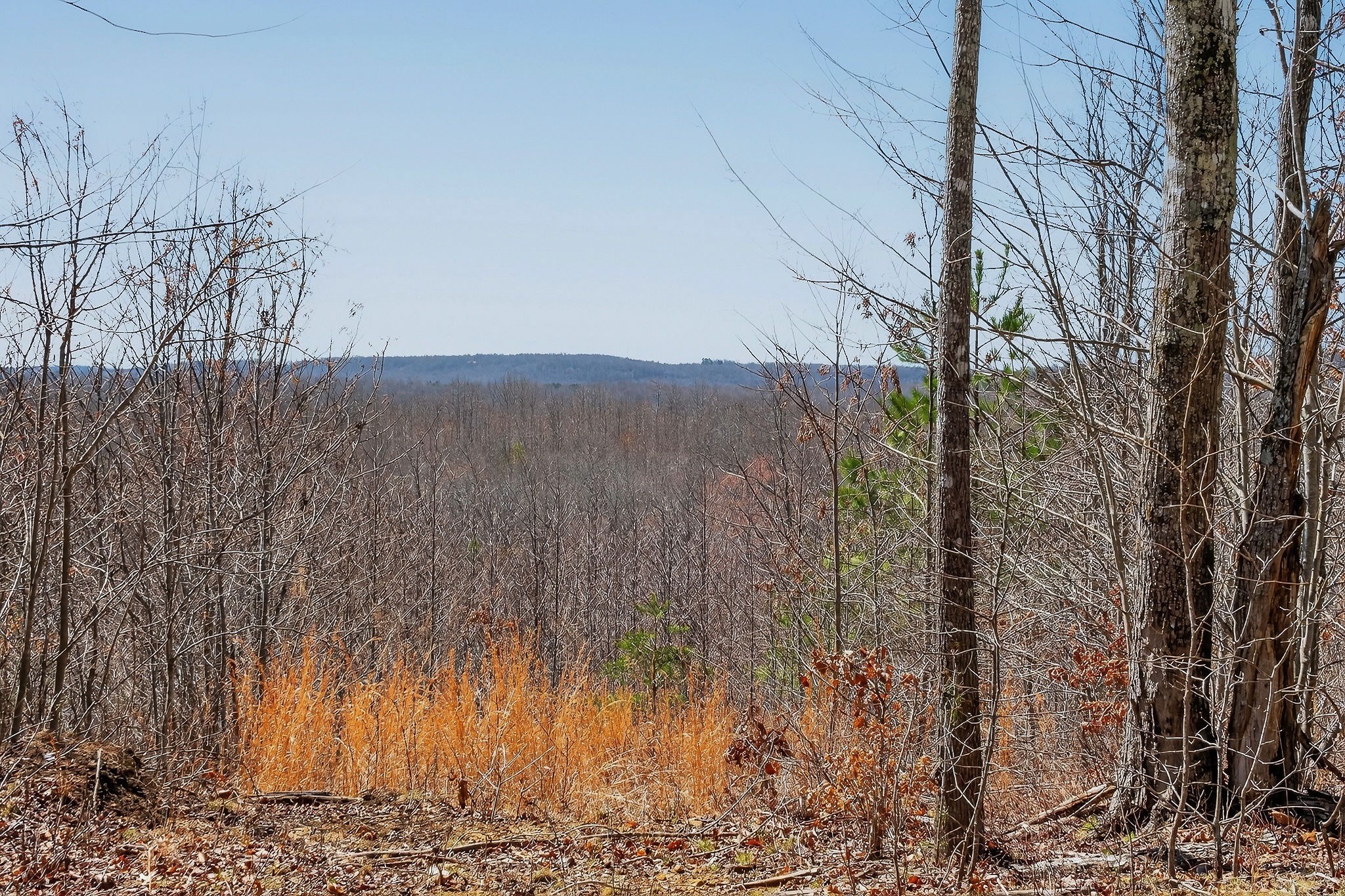 253 Daus Mountain Road Palmer, TN 37365 - Photo 56 of 72 a view of a yard