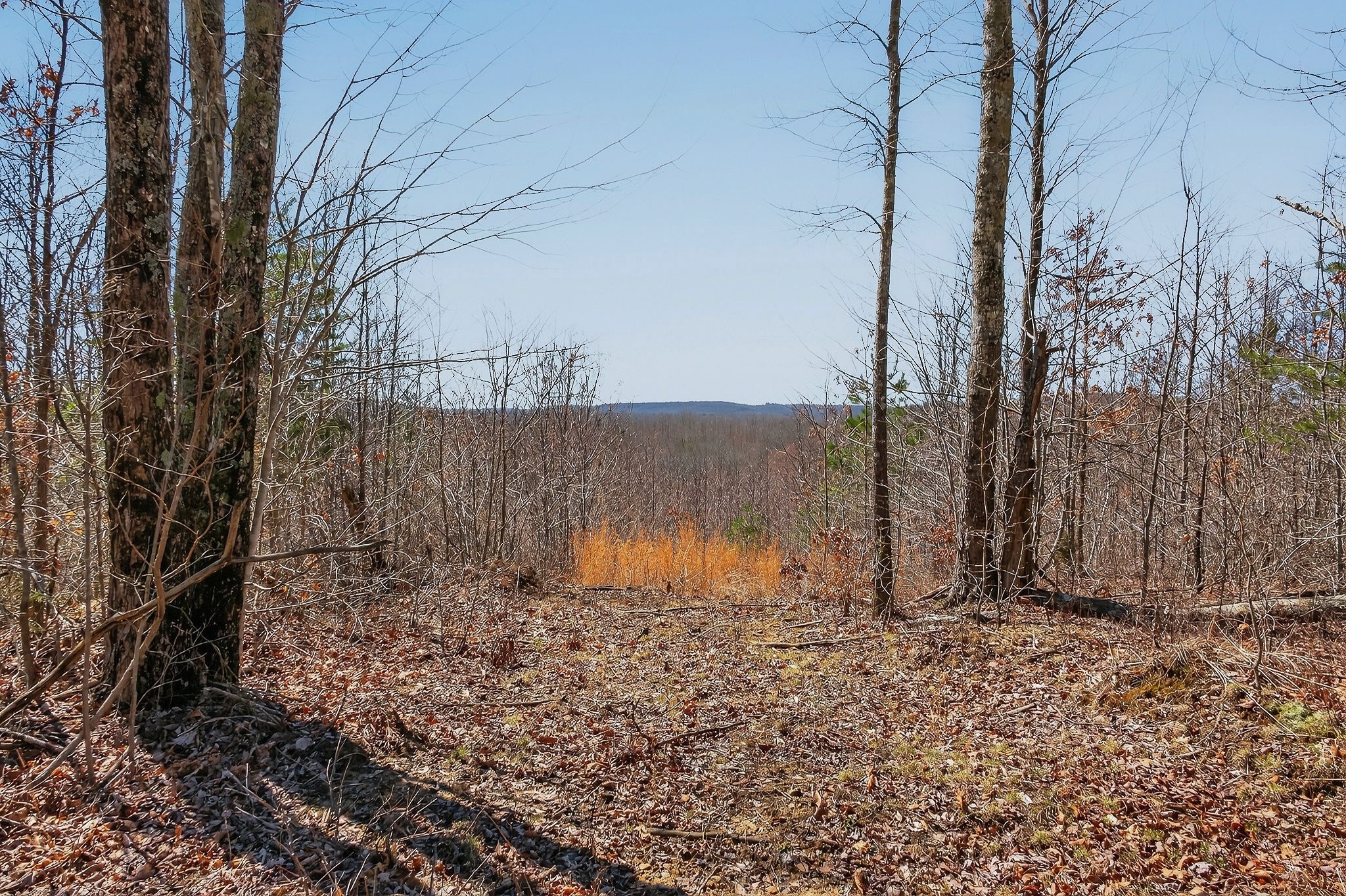 253 Daus Mountain Road Palmer, TN 37365 - Photo 58 of 72 a view of a backyard of the house