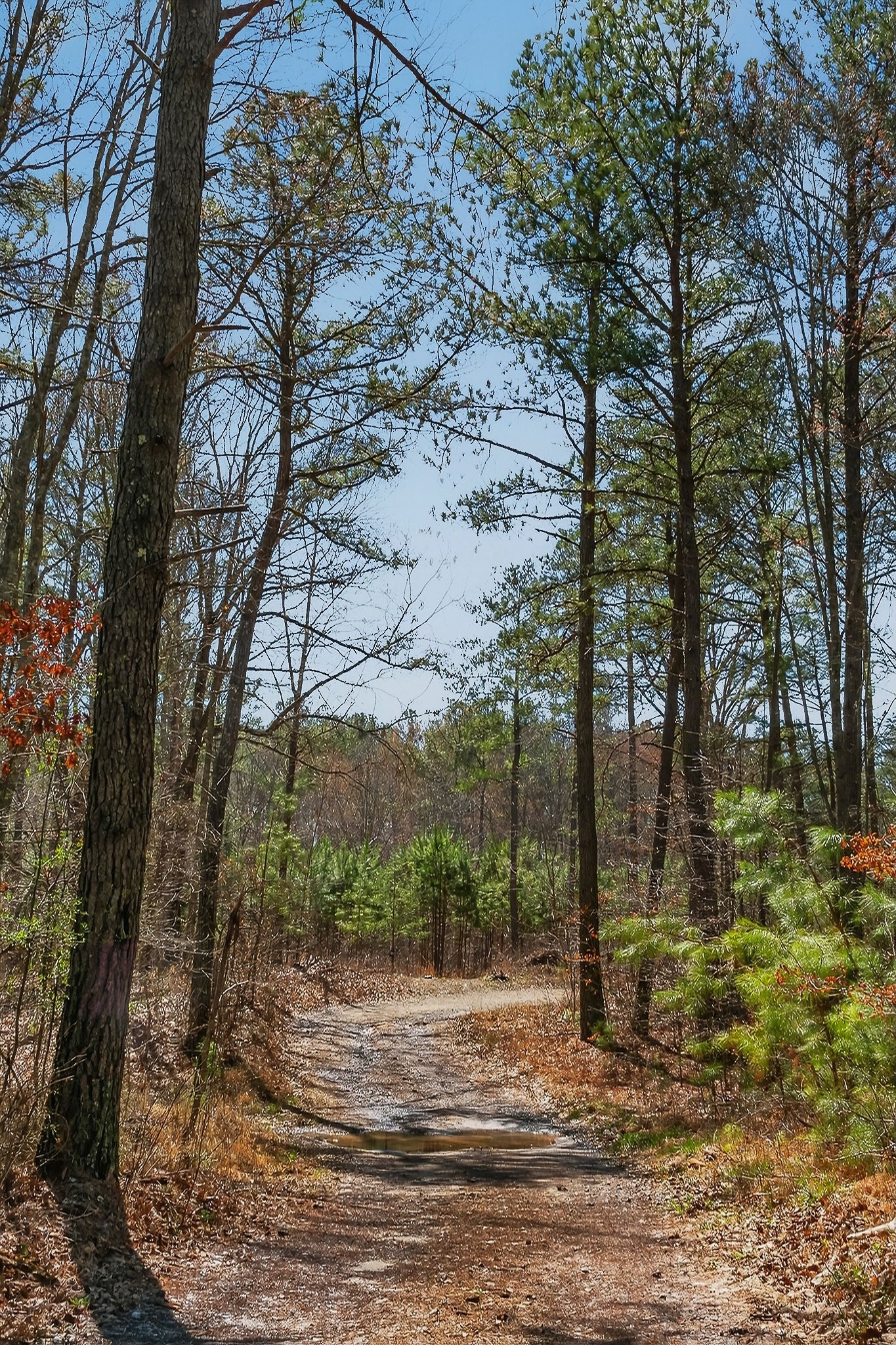 253 Daus Mountain Road Palmer, TN 37365 - Photo 61 of 72 a view of a yard with a tree