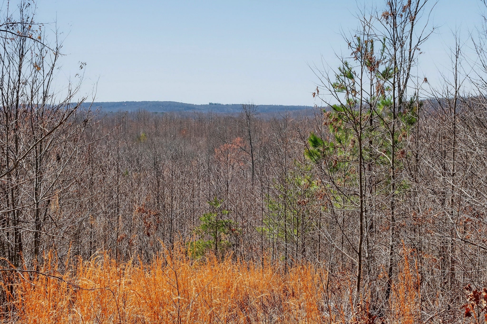 253 Daus Mountain Road Palmer, TN 37365 - Photo 64 of 72 a view of a dry yard with trees