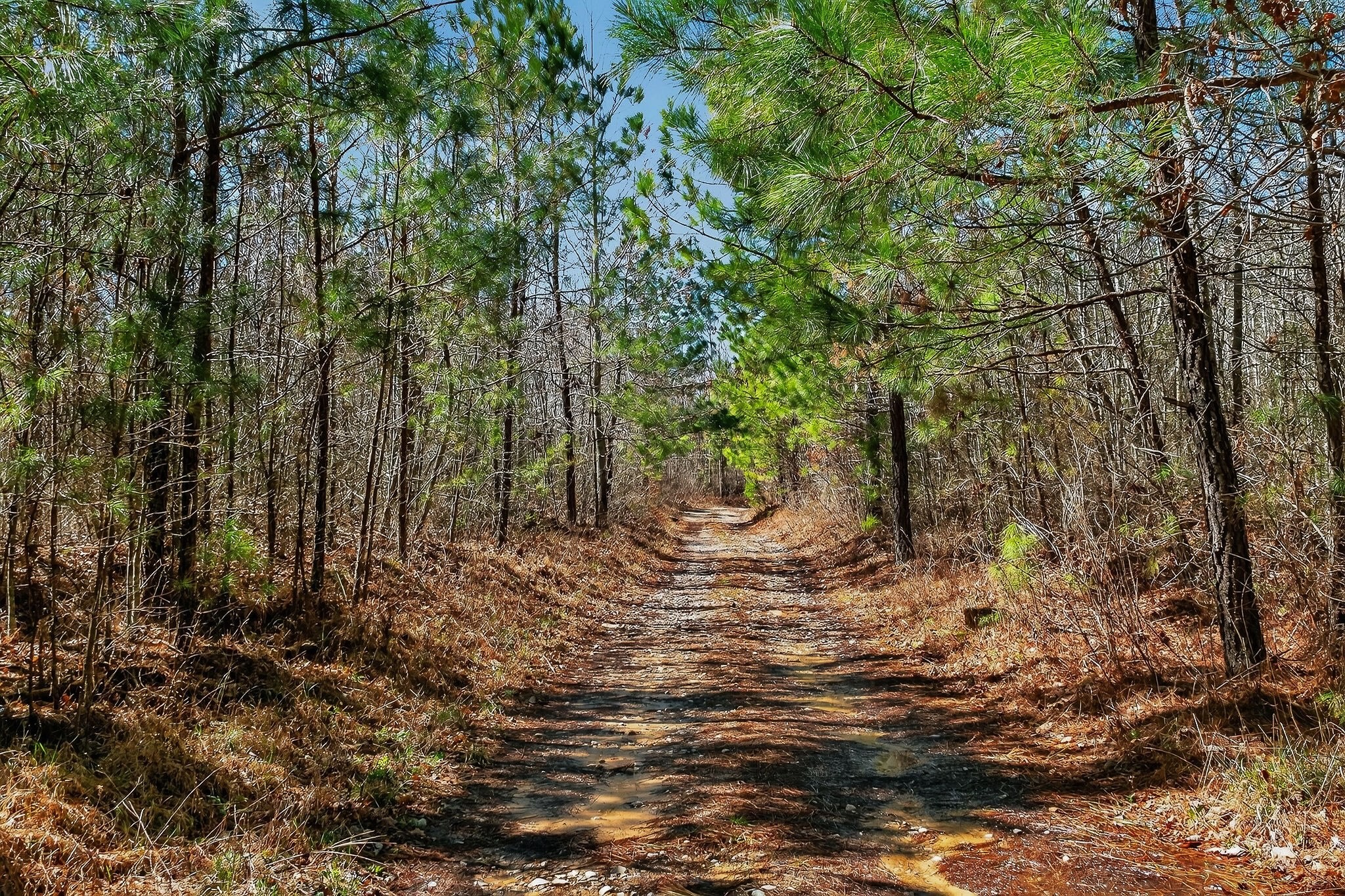 253 Daus Mountain Road Palmer, TN 37365 - Photo 66 of 72 a view of a forest with trees