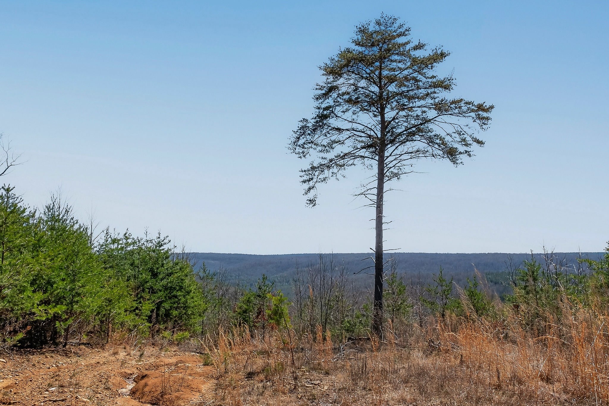 253 Daus Mountain Road Palmer, TN 37365 - Photo 67 of 72 a view of a tree with a yard
