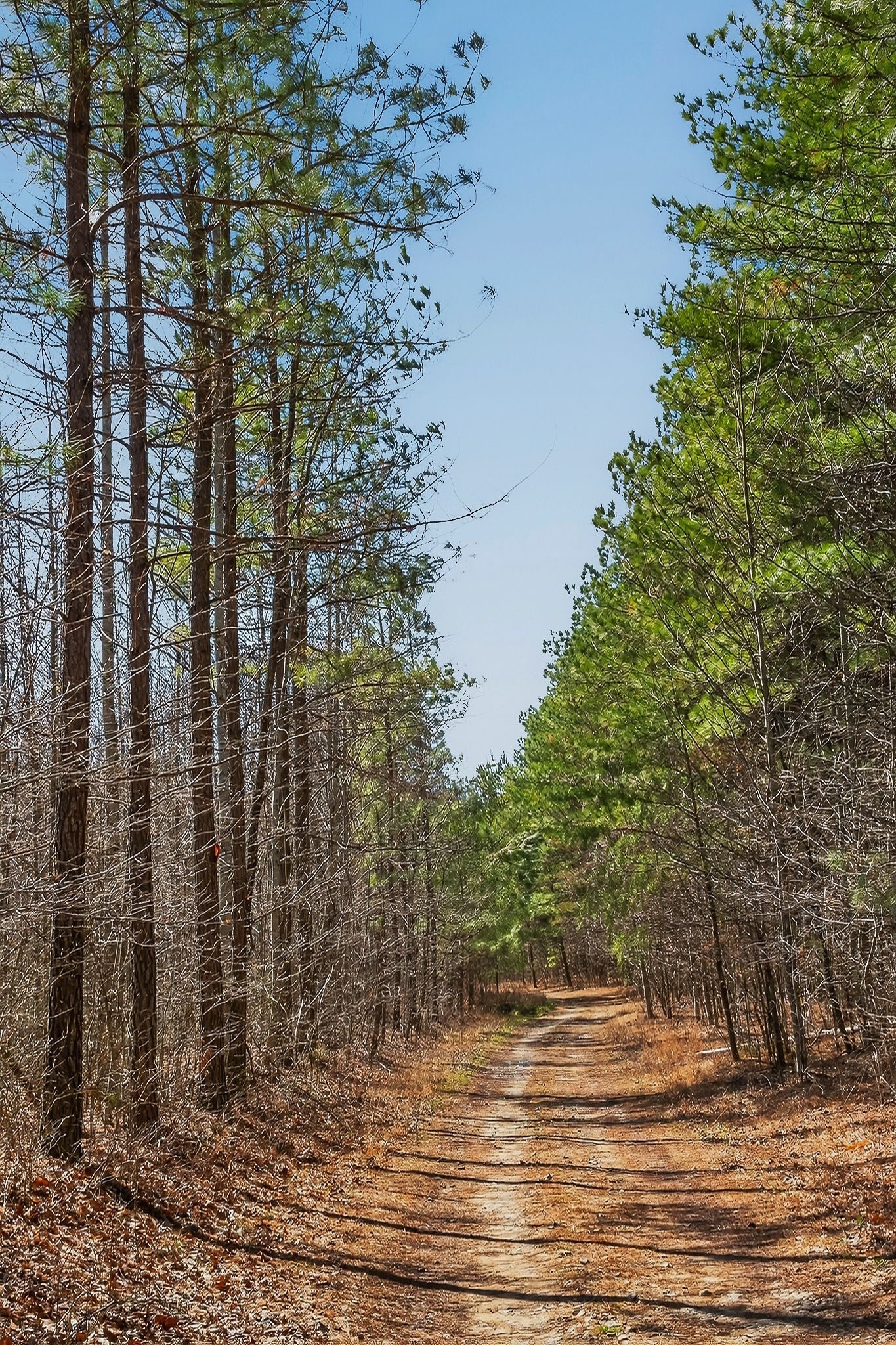 253 Daus Mountain Road Palmer, TN 37365 - Photo 69 of 72