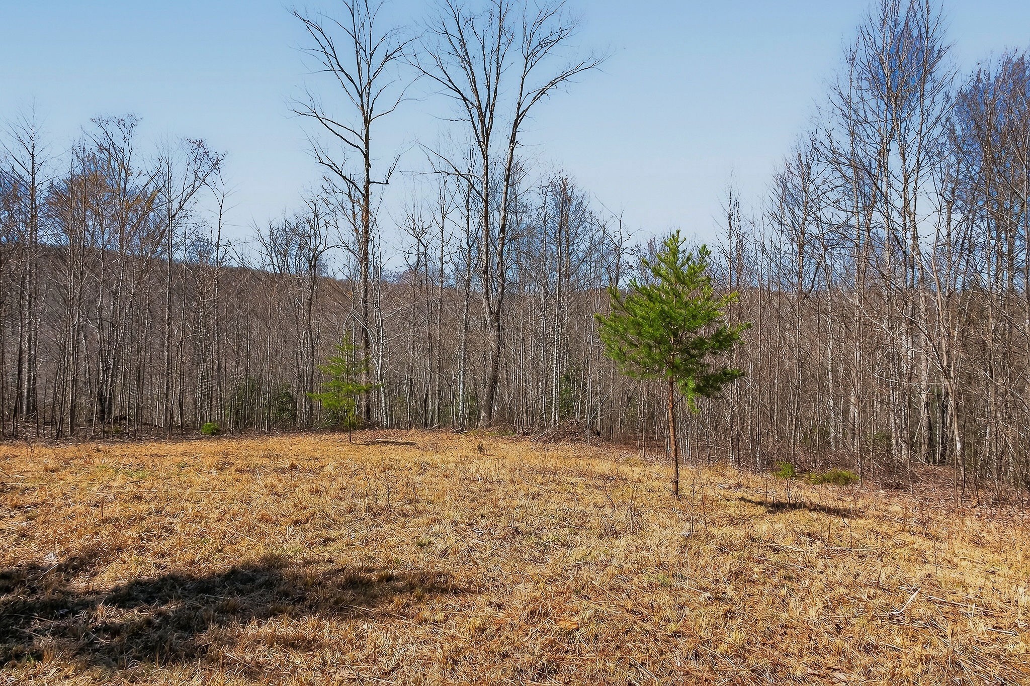 253 Daus Mountain Road Palmer, TN 37365 - Photo 7 of 72 a backyard of a house