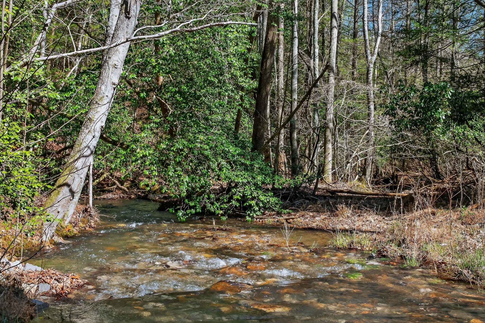 253 Daus Mountain Road Palmer, TN 37365 - Photo 72 of 72 a backyard of a house with lots of green space