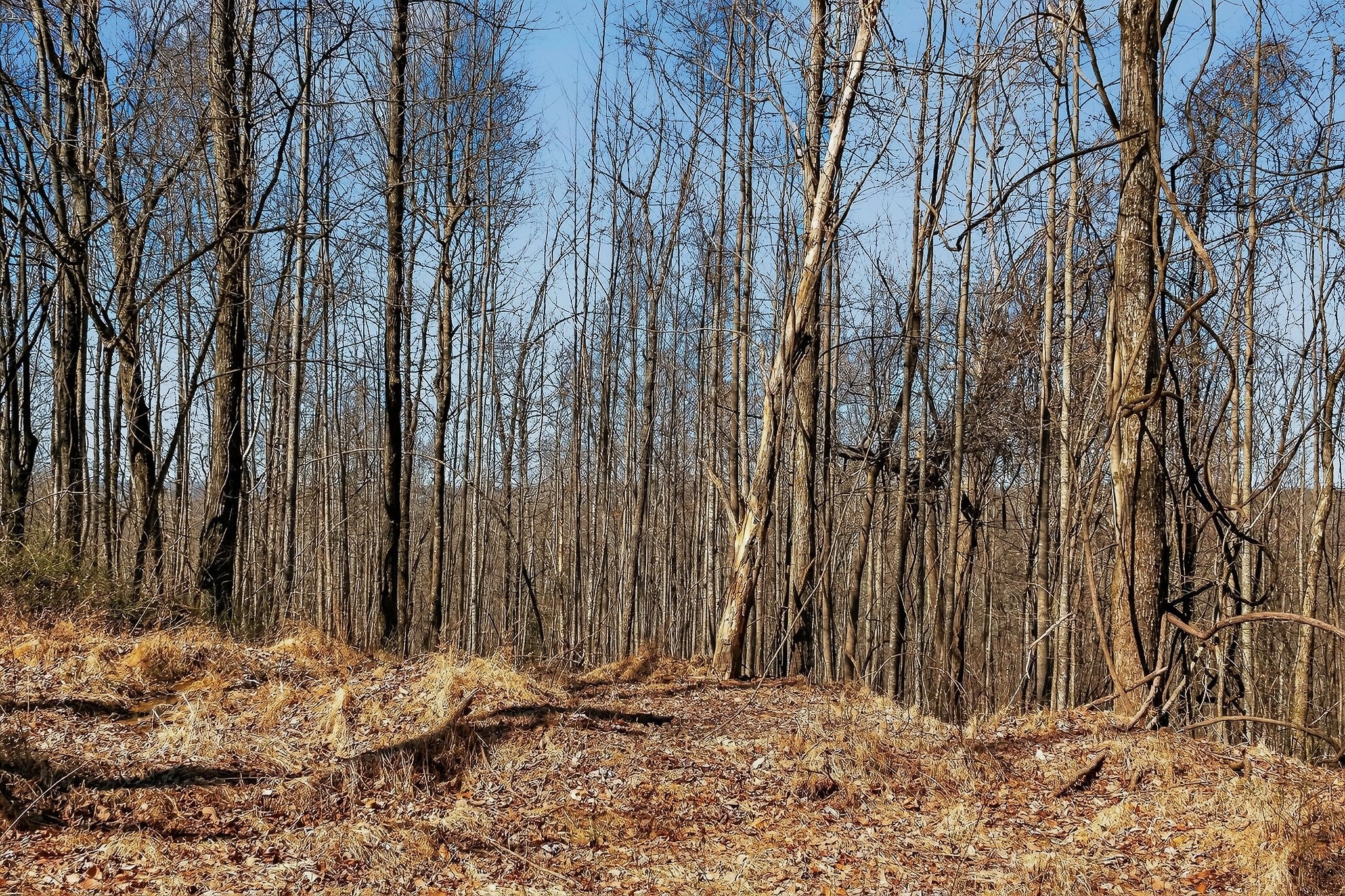 253 Daus Mountain Road Palmer, TN 37365 - Photo 8 of 72