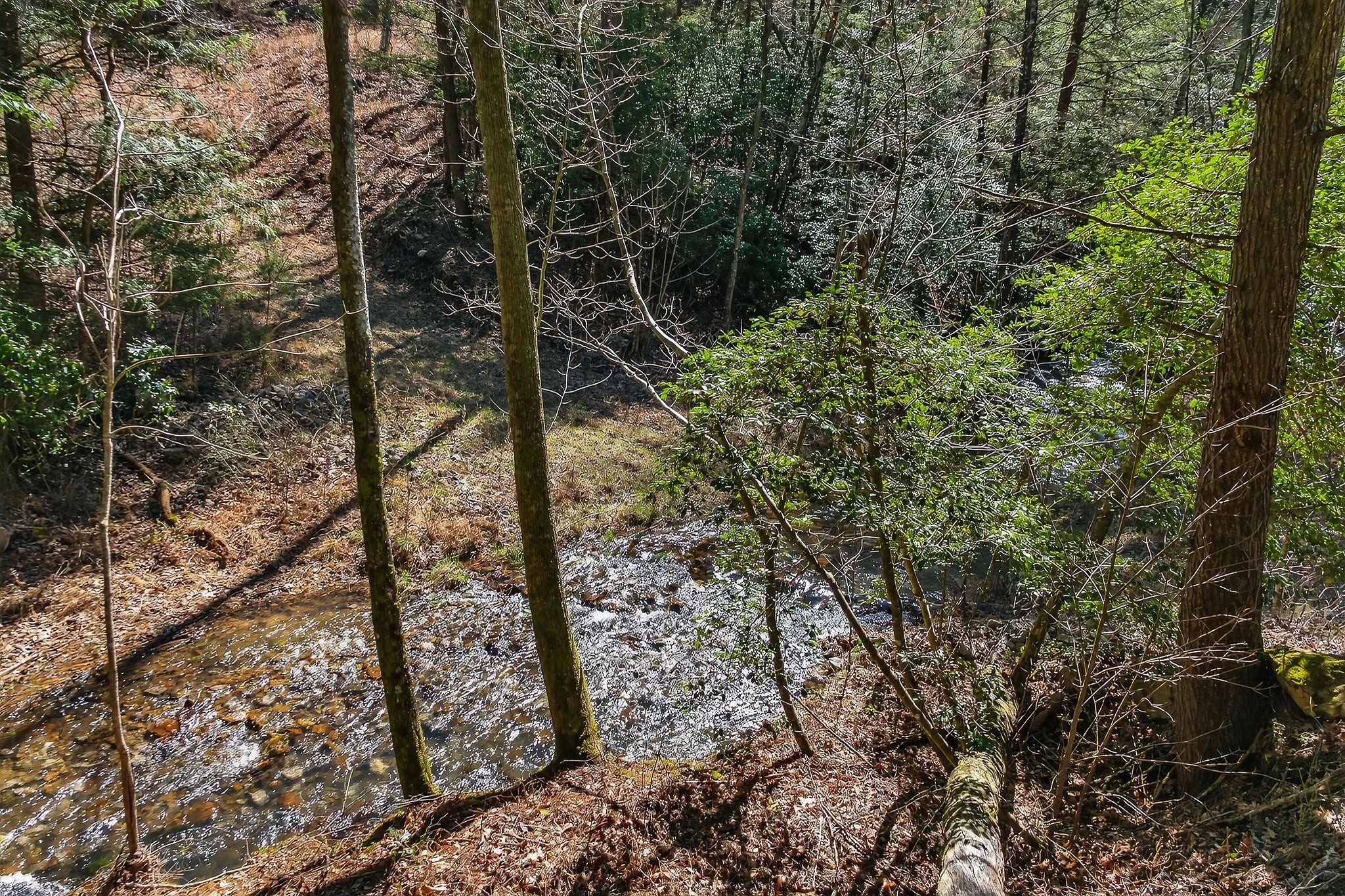 253 Daus Mountain Road Palmer, TN 37365 - Photo 9 of 72