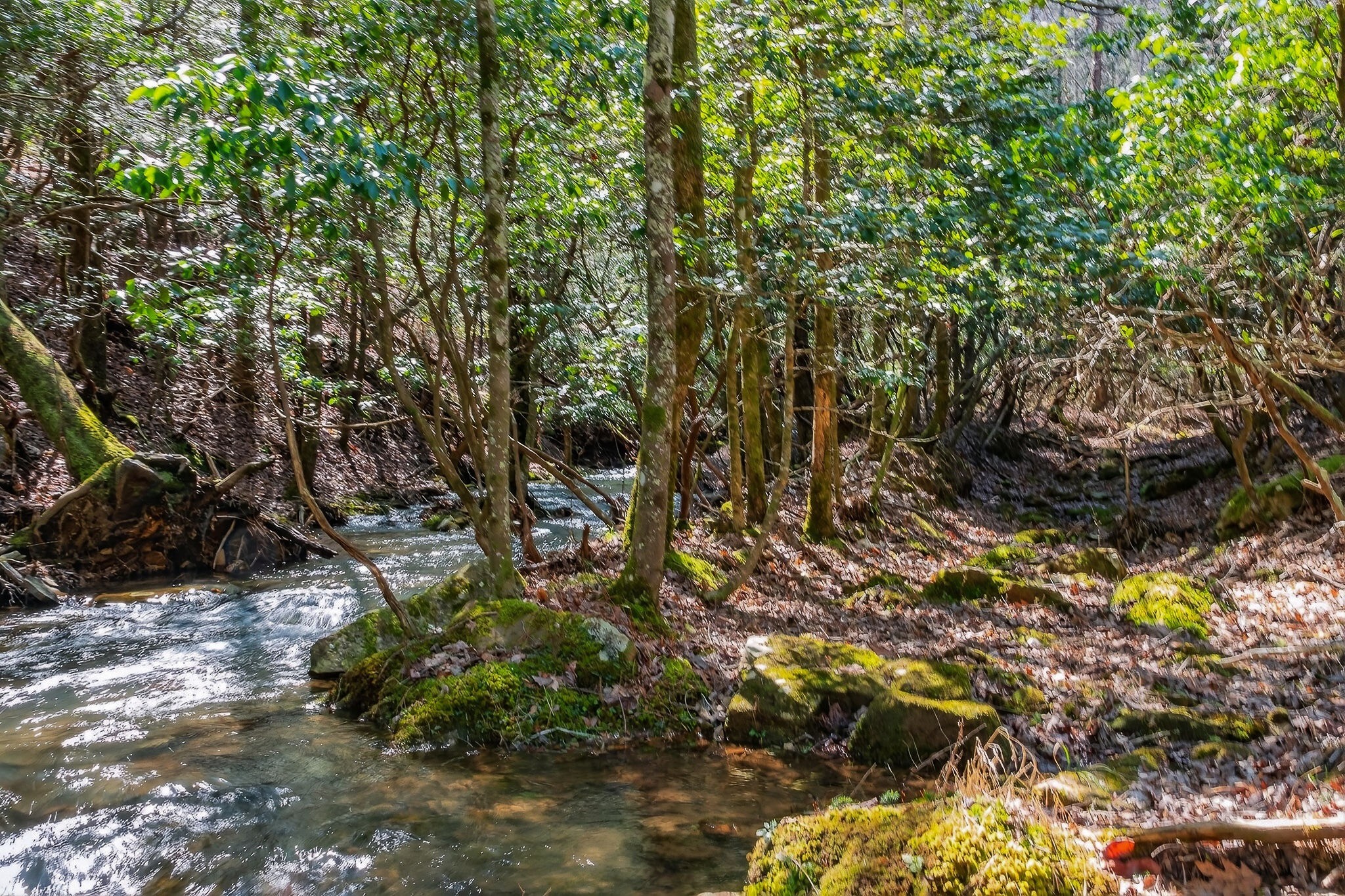 253 Daus Mountain Road Palmer, TN 37365 - Photo 10 of 72 a backyard of a house with lots of plants and trees