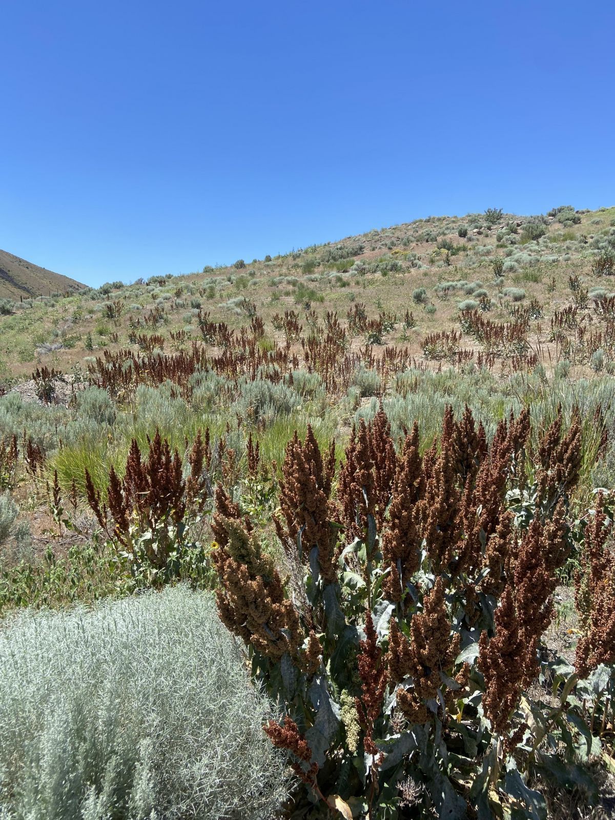 Primeaux Canyon Road Crescent Valley, NV 89821 - Photo 4 of 5