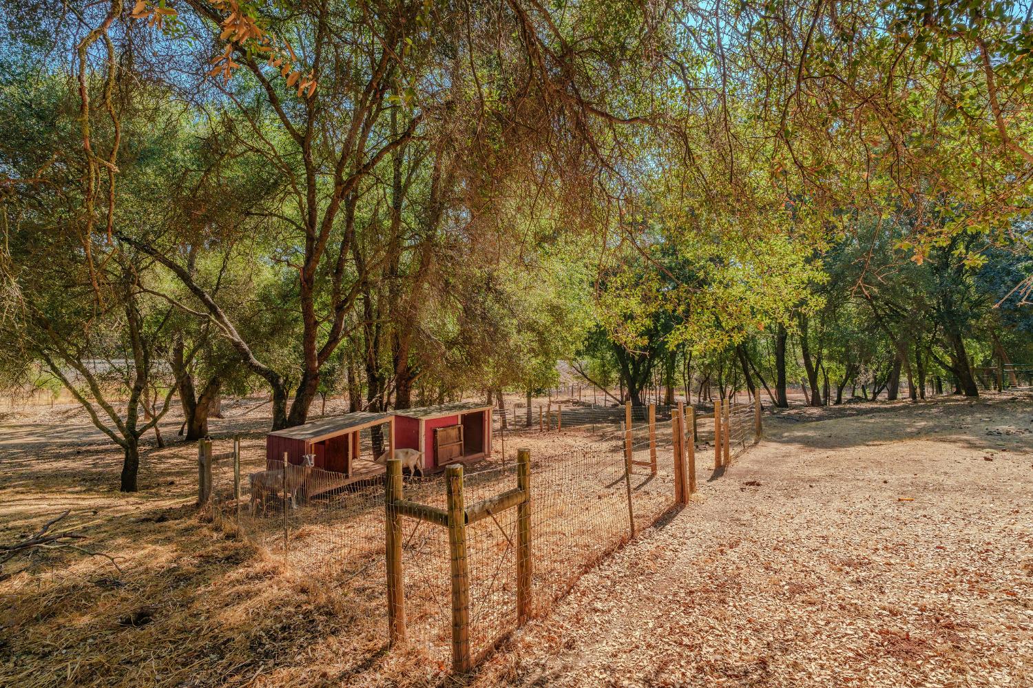 2988 Spring Hill Road San Andreas, CA 95249 - Photo 56 of 95 a view of backyard with wooden fence and large trees