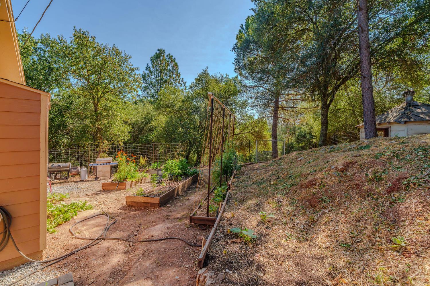 2988 Spring Hill Road San Andreas, CA 95249 - Photo 83 of 95 a view of a yard with plants and trees