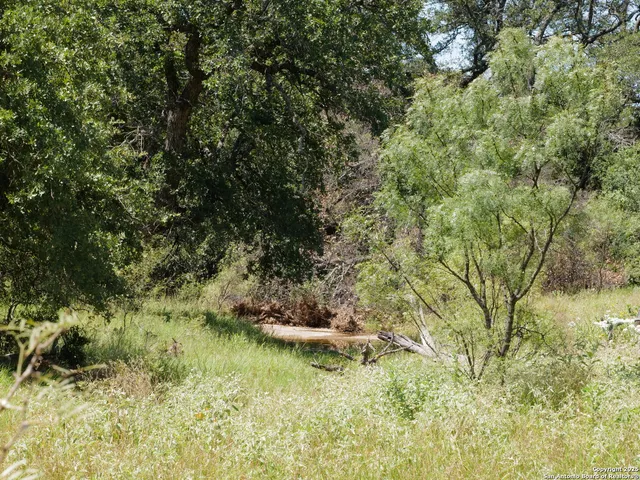 a close up of a tree in a yard
