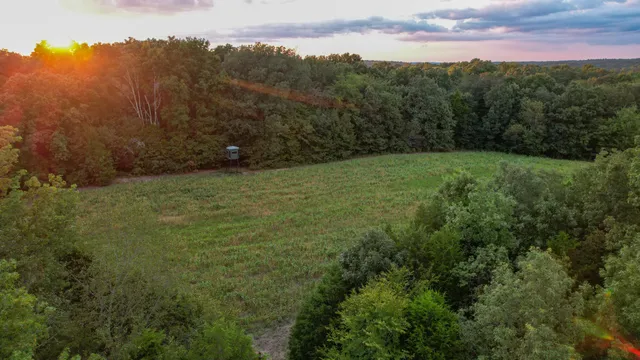 a view of a field with a tree in the background