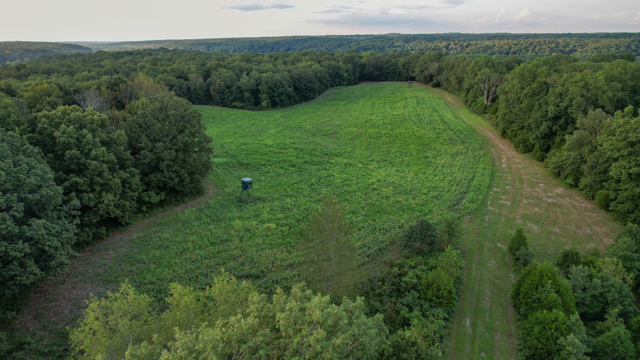 1651 Yellow Creek Road Dickson, TN 37055 - Photo 12 of 43 a view of a lush green forest with trees and some plants