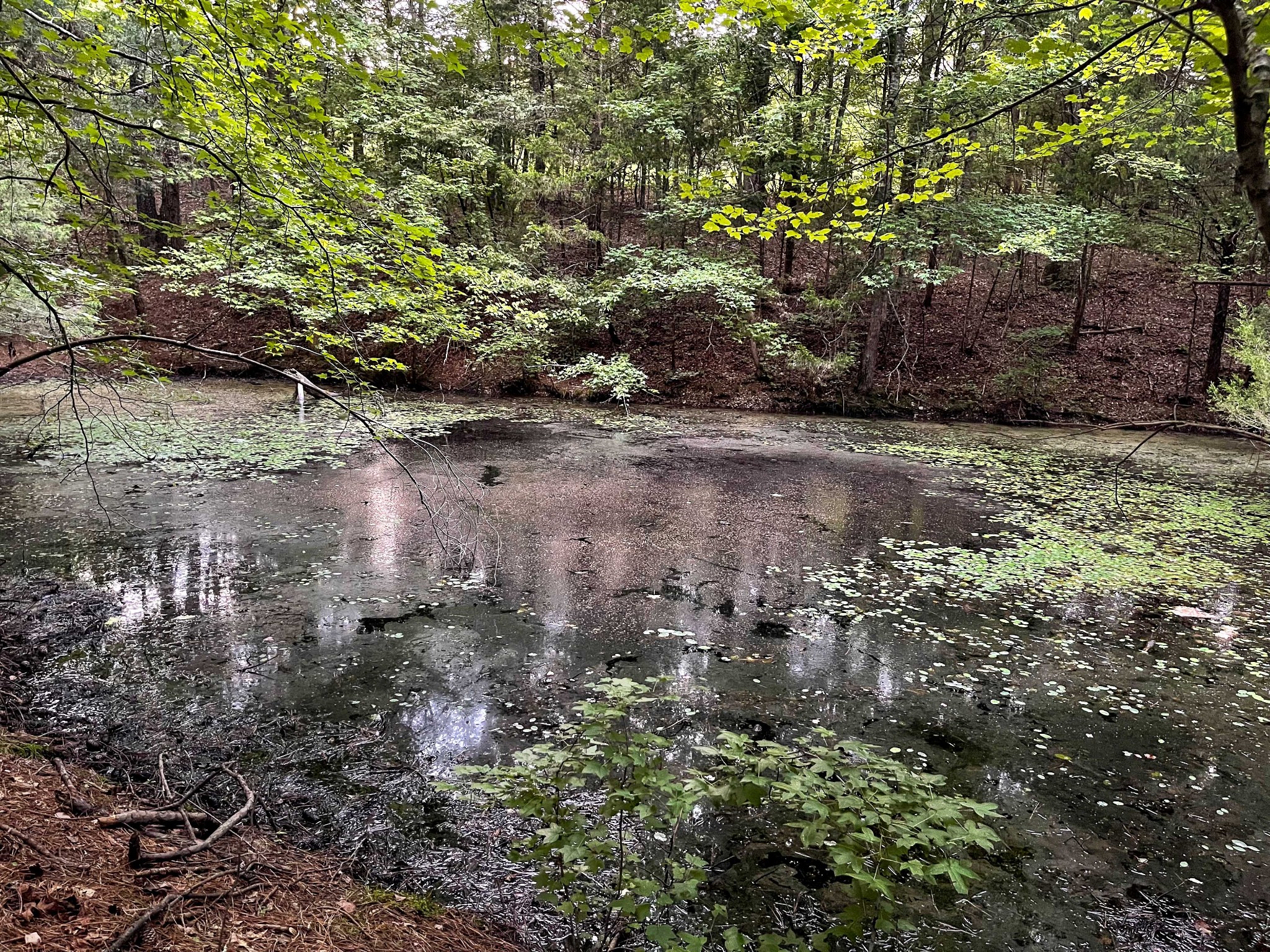1651 Yellow Creek Road Dickson, TN 37055 - Photo 25 of 43 a view of a yard with plants and large trees