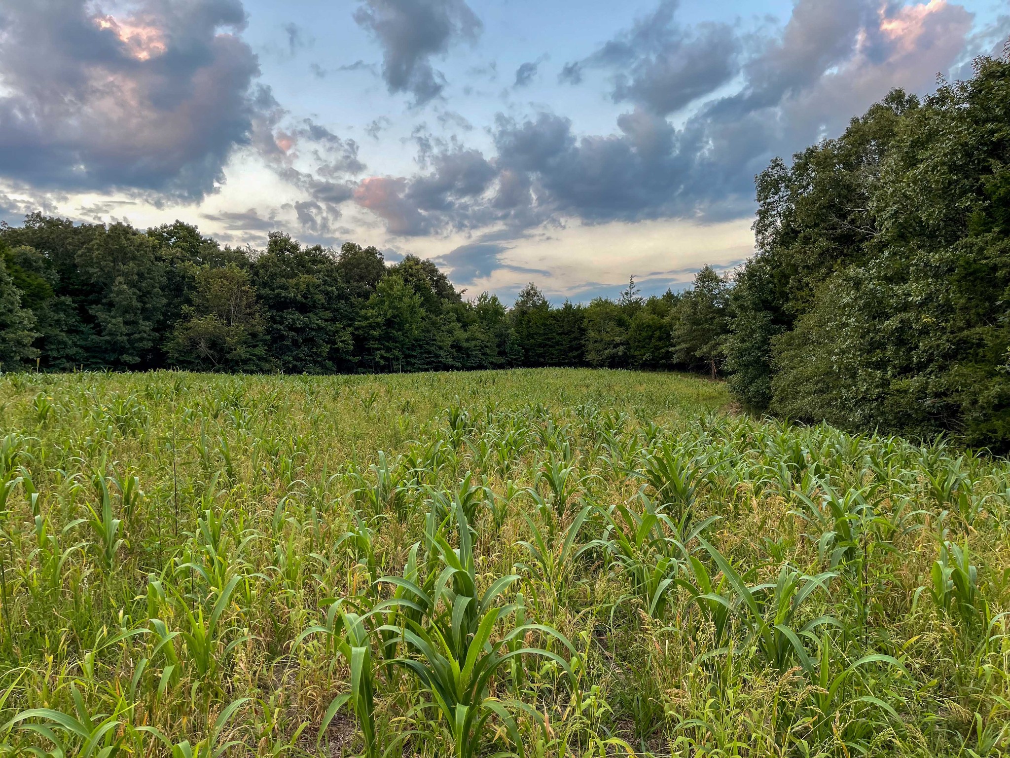 1651 Yellow Creek Road Dickson, TN 37055 - Photo 26 of 43